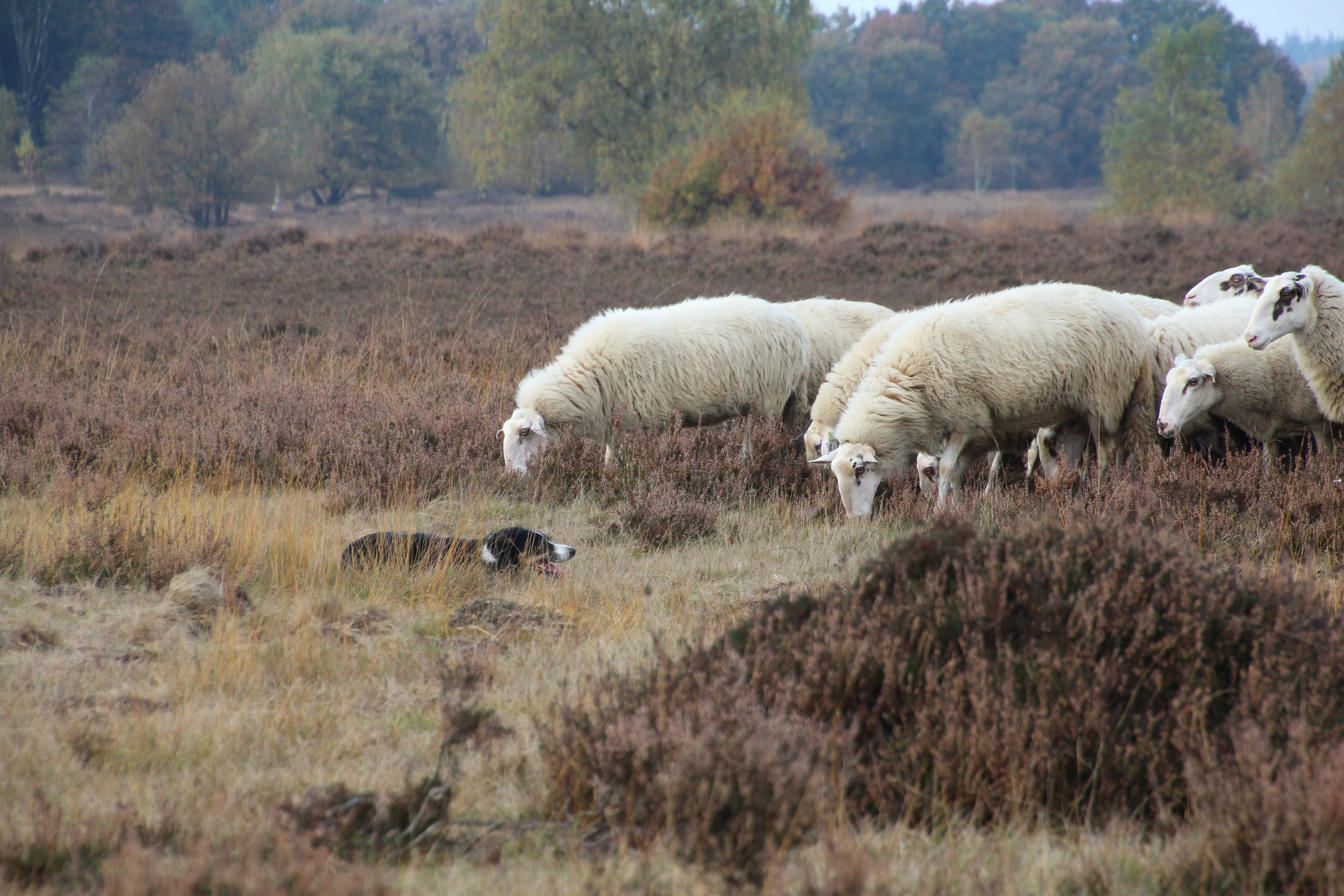 sheep, group of animals, outdoors, herd, animal themes, day, animal, pets, dog, grass, 5K, livestock, plant, nature, netherlands, tree, herbivorous, ermelo, HD Wallpaper