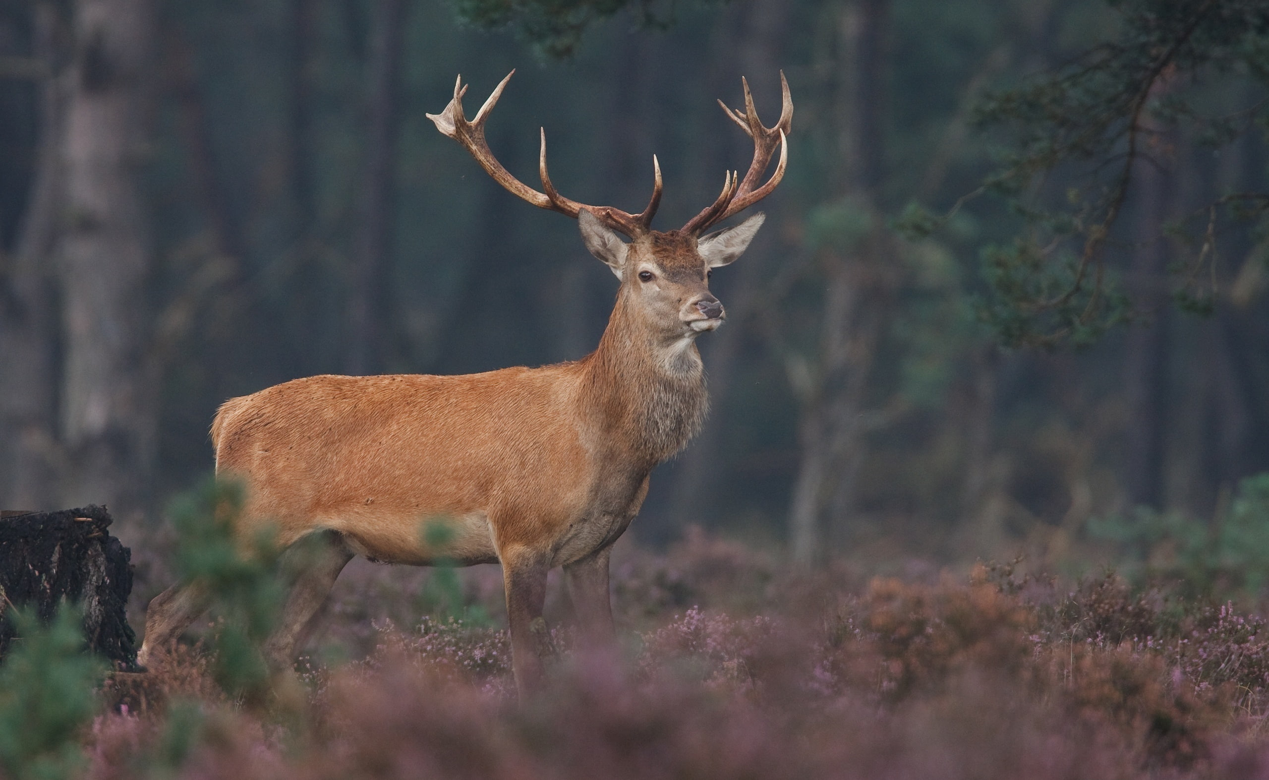 Wild, animal themes, veluwe edelhert, side view, herbivorous, one animal, outdoors, no people, vertebrate, nature, land, Animals, animal wildlife, day, HD Wallpaper
