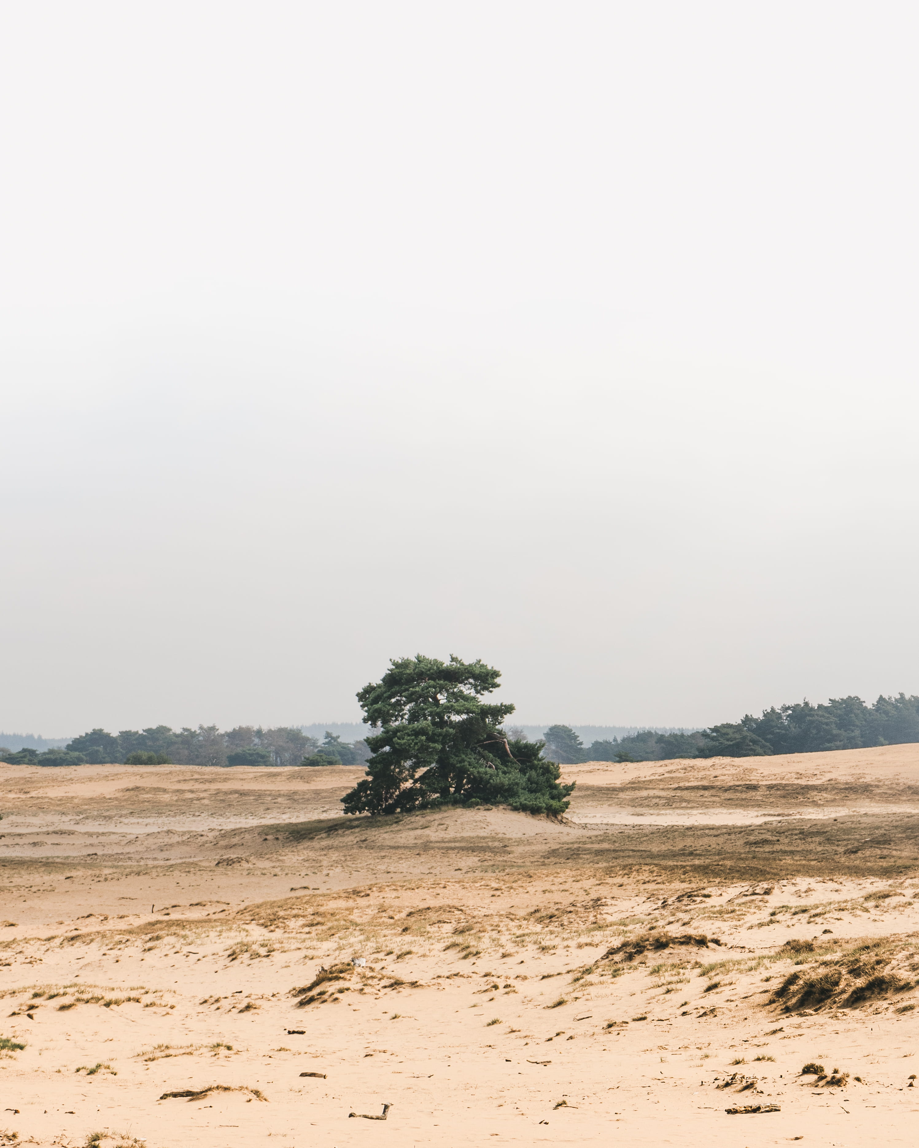 beauty in nature, green, tranquility, desert, minimalism, copy space, no people, photography, 2K, sand, climate, nature, trees, netherlands, non-urban scene, Phone HD Wallpaper