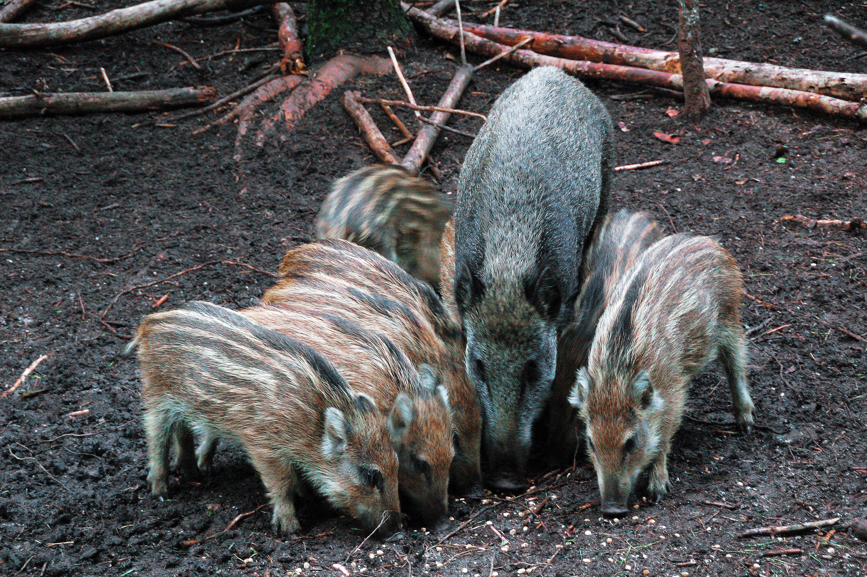 animal wildlife, netherlands, mammal, wild boar, outdoors, animals in the wild, animal family, frislingen, land, two animals, nature, 2K, field, no people, HD Wallpaper