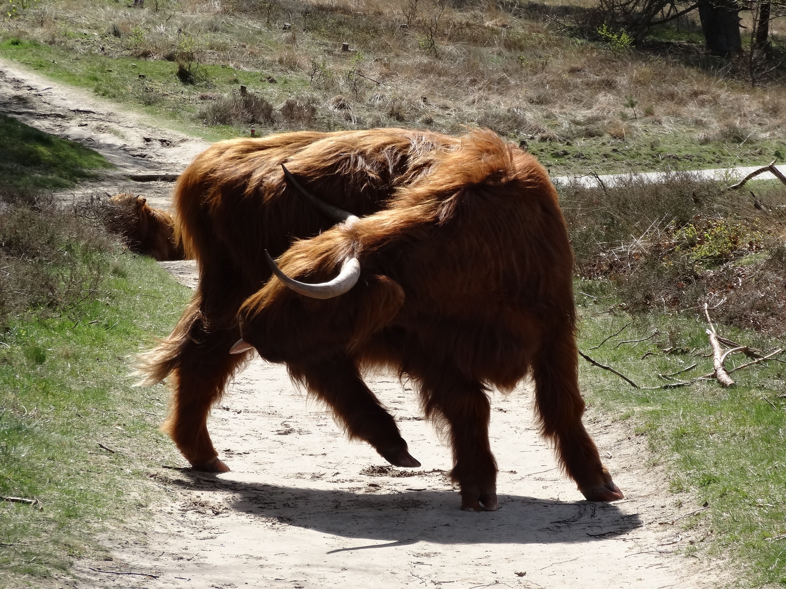 domestic, cows, vertebrate, bovine species, oxen, veluwezoom, animal hair, day, forest, outdoors, field, beef, herbivorous, 2K, livestock, veluwe, brown, HD Wallpaper