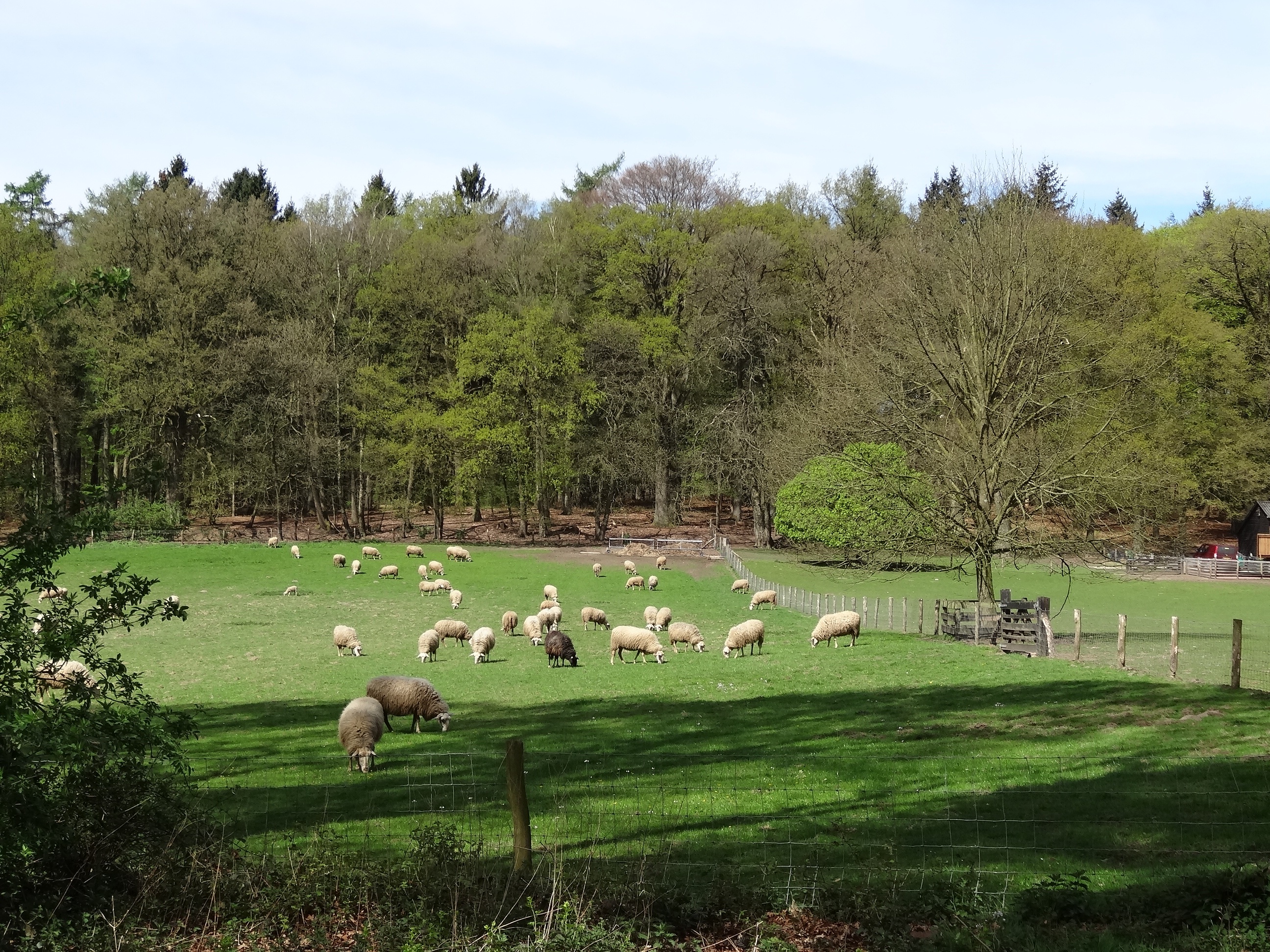 land, pasture, posbank, spring, the countryside, field, netherlands, animals in the wild, lamb, veluwe, outdoors, nature, white sheep, animal themes, animal, HD Wallpaper