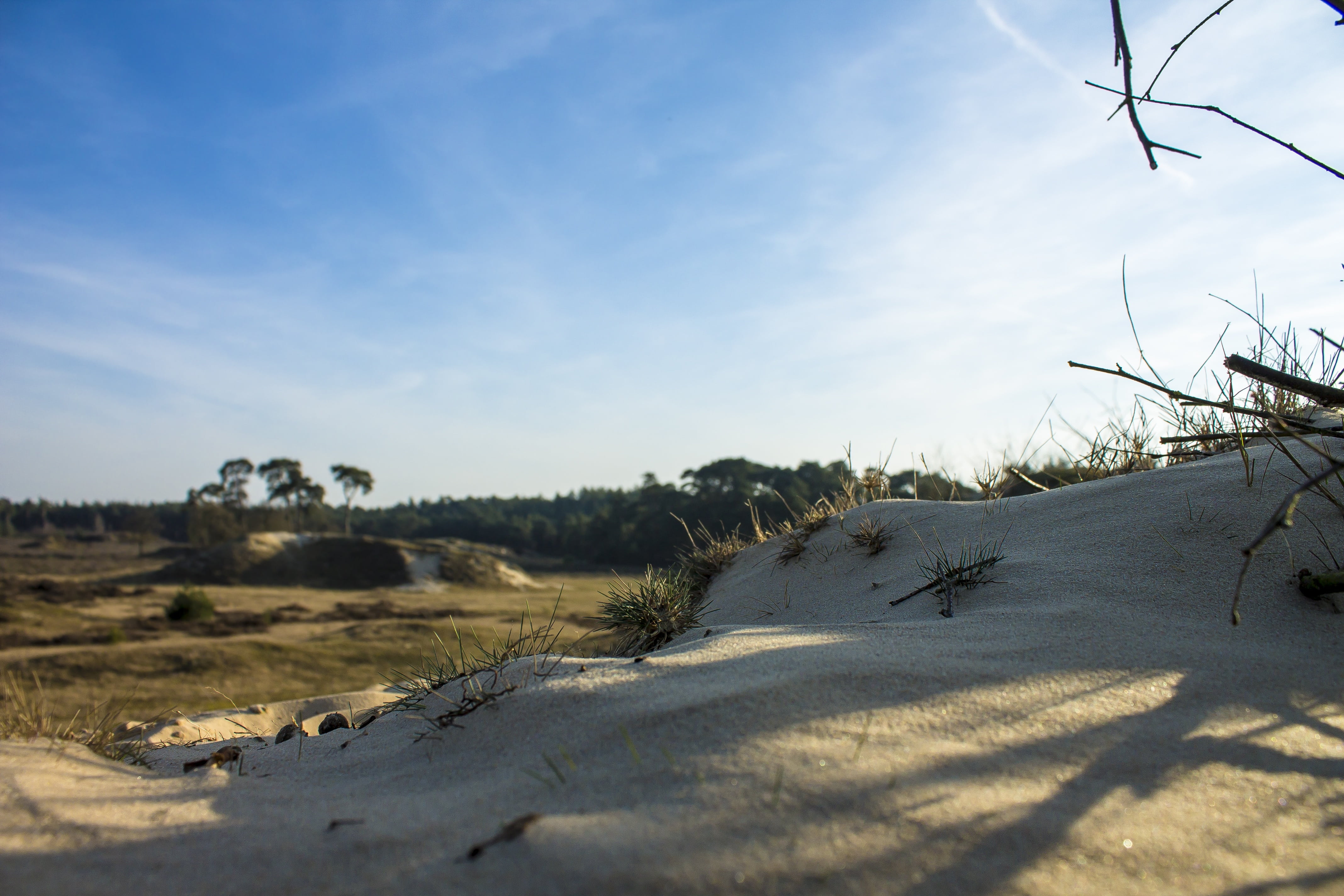 cold temperature, 4K, plant, blue, snow, forest, nature, trees, sunlight, heide, dunes, air, day, dutch landscape, netherlands, winter, green, sky, land, HD Wallpaper