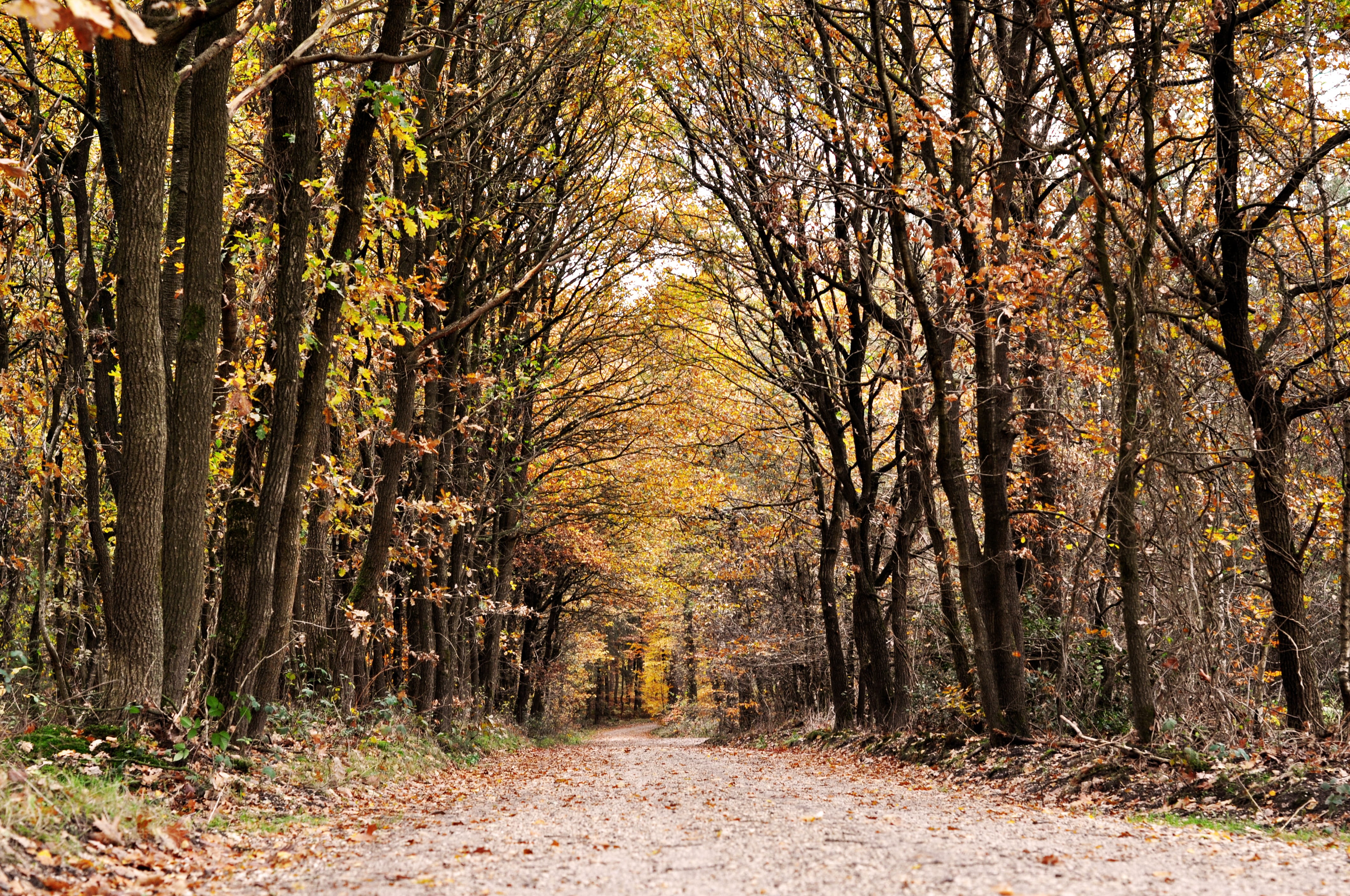 woodland, diminishing perspective, tree canopy, 4K, colorful, walk, leaves, forest, the way forward, trail, outdoors, path, tranquil scene, autumn, plant part, HD Wallpaper