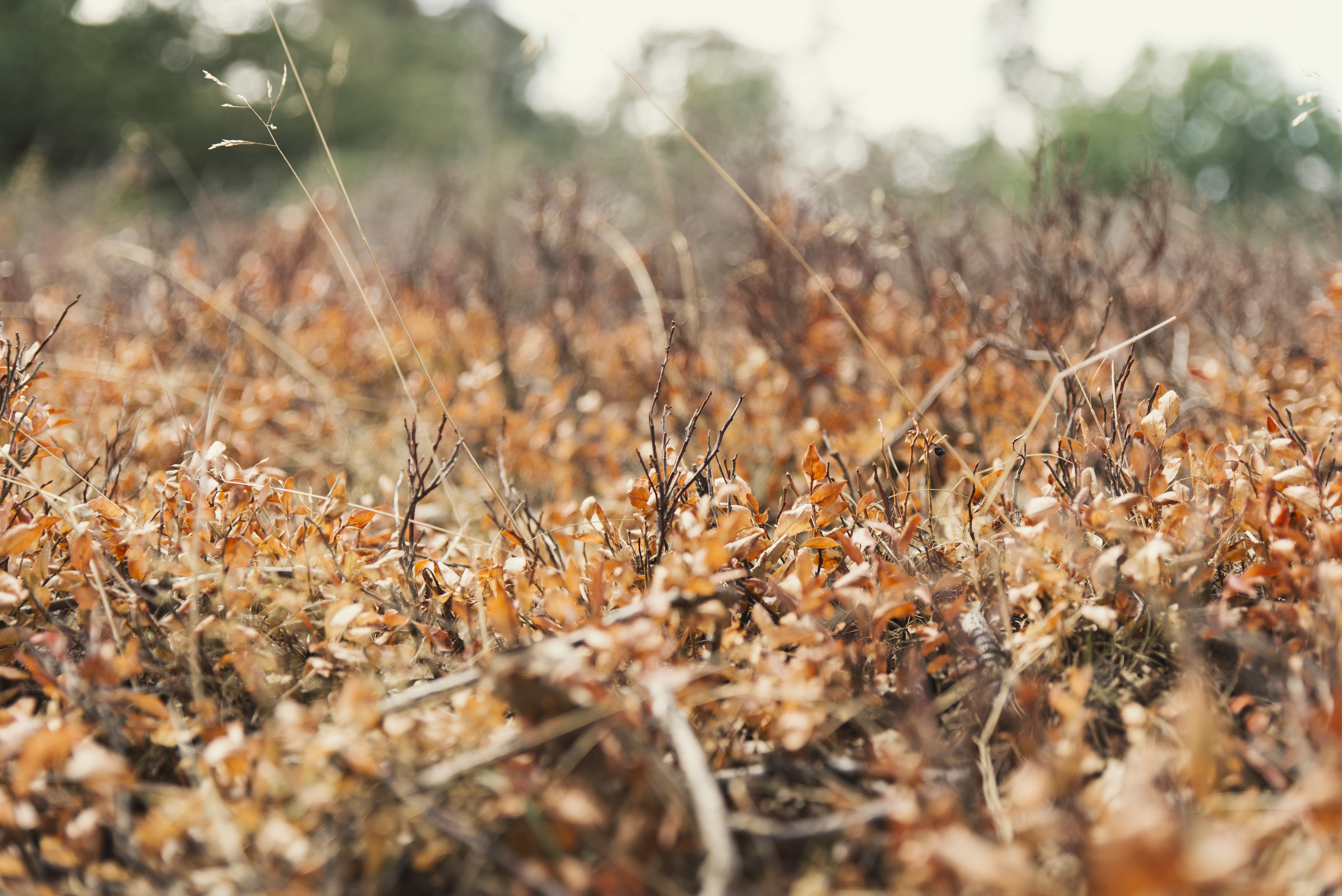 veluwe, plant, drought, land, surface level, leaf, dried plant, grass, twig, fragility, hot, fall, focus on foreground, dry, small, nature, twigs, landscape, HD Wallpaper