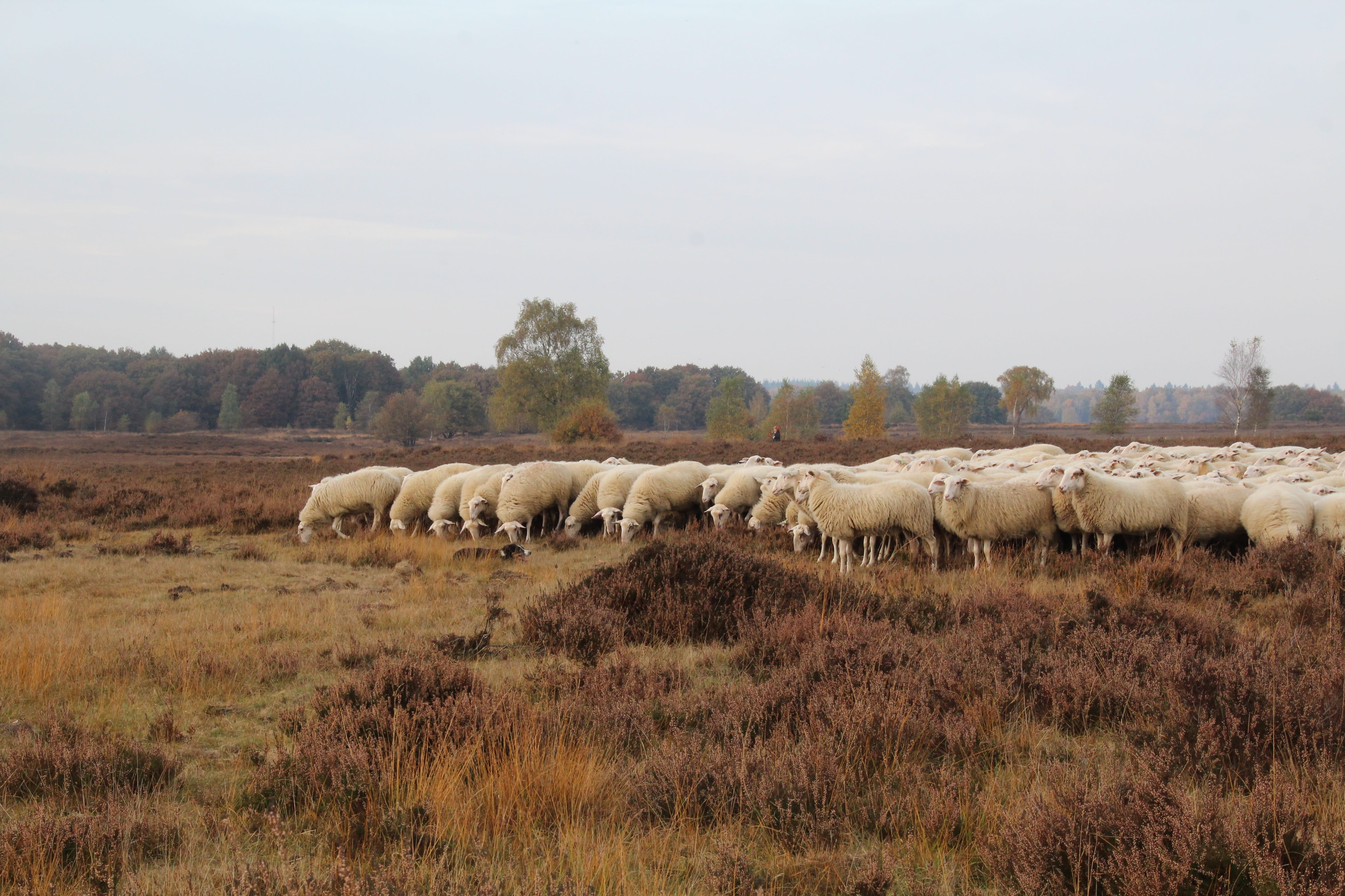 no people, outdoors, netherlands, domestic animals, herd, vertebrate, large group of animals, float, environment, livestock, 5K, plant, animal, animal themes, HD Wallpaper