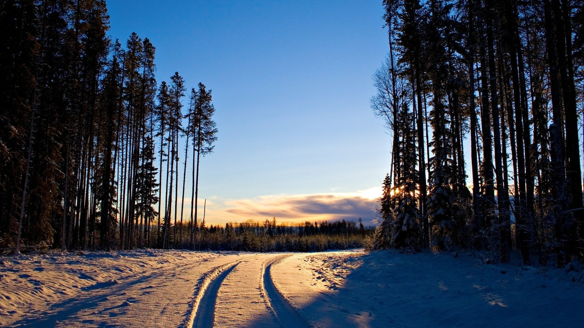 the way forward, woodland, no people, trees, tranquility, snow, sky, forest, 1080P, land, plant, sunset, tranquil scene, coniferous tree, winter, green, HD Wallpaper