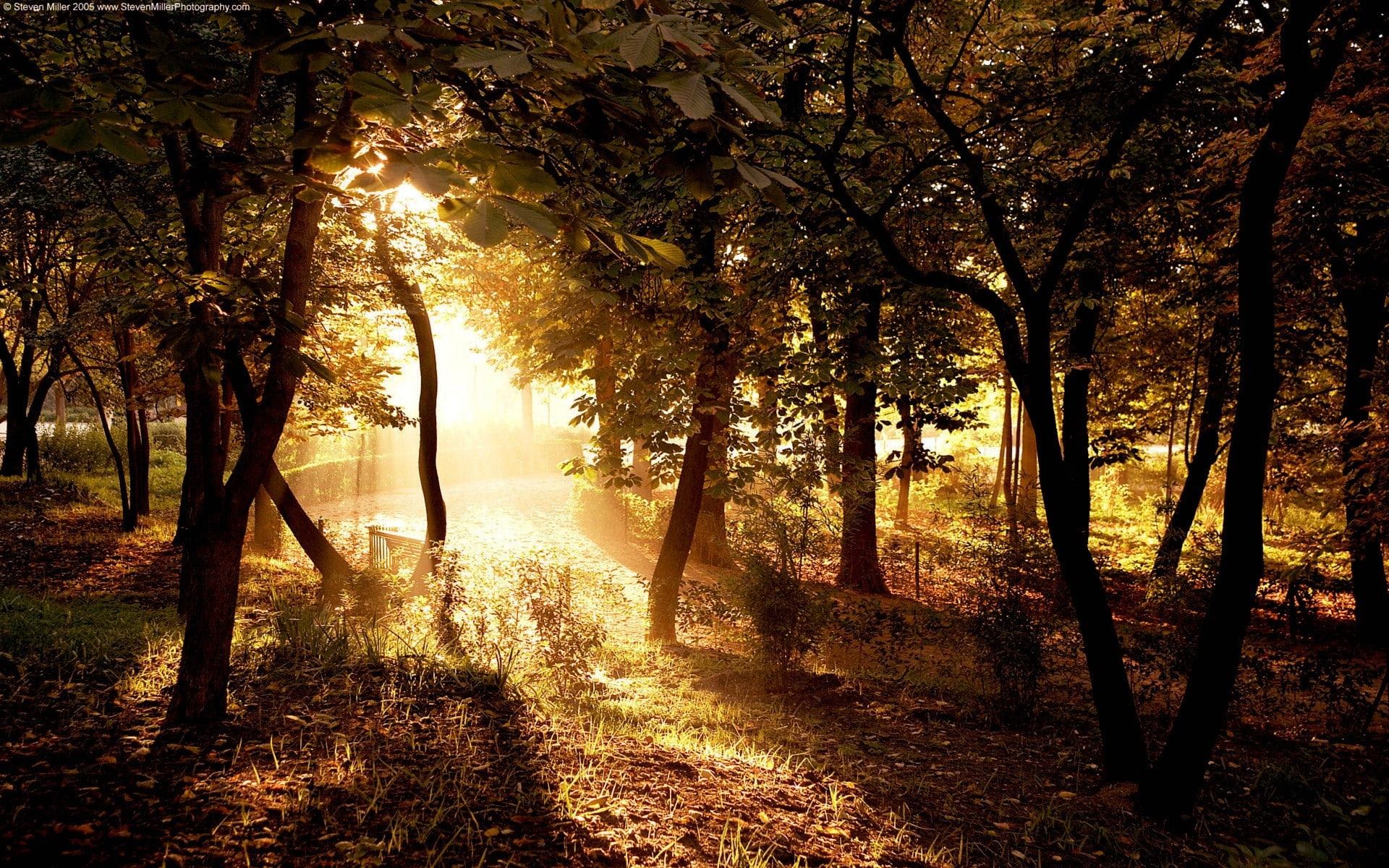 outdoors, sunbeam, landscape, tranquil scene, scenics - nature, trunk, land, growth, tree trunk, forest, no people, plant, non-urban scene, sunset, woodland, HD Wallpaper