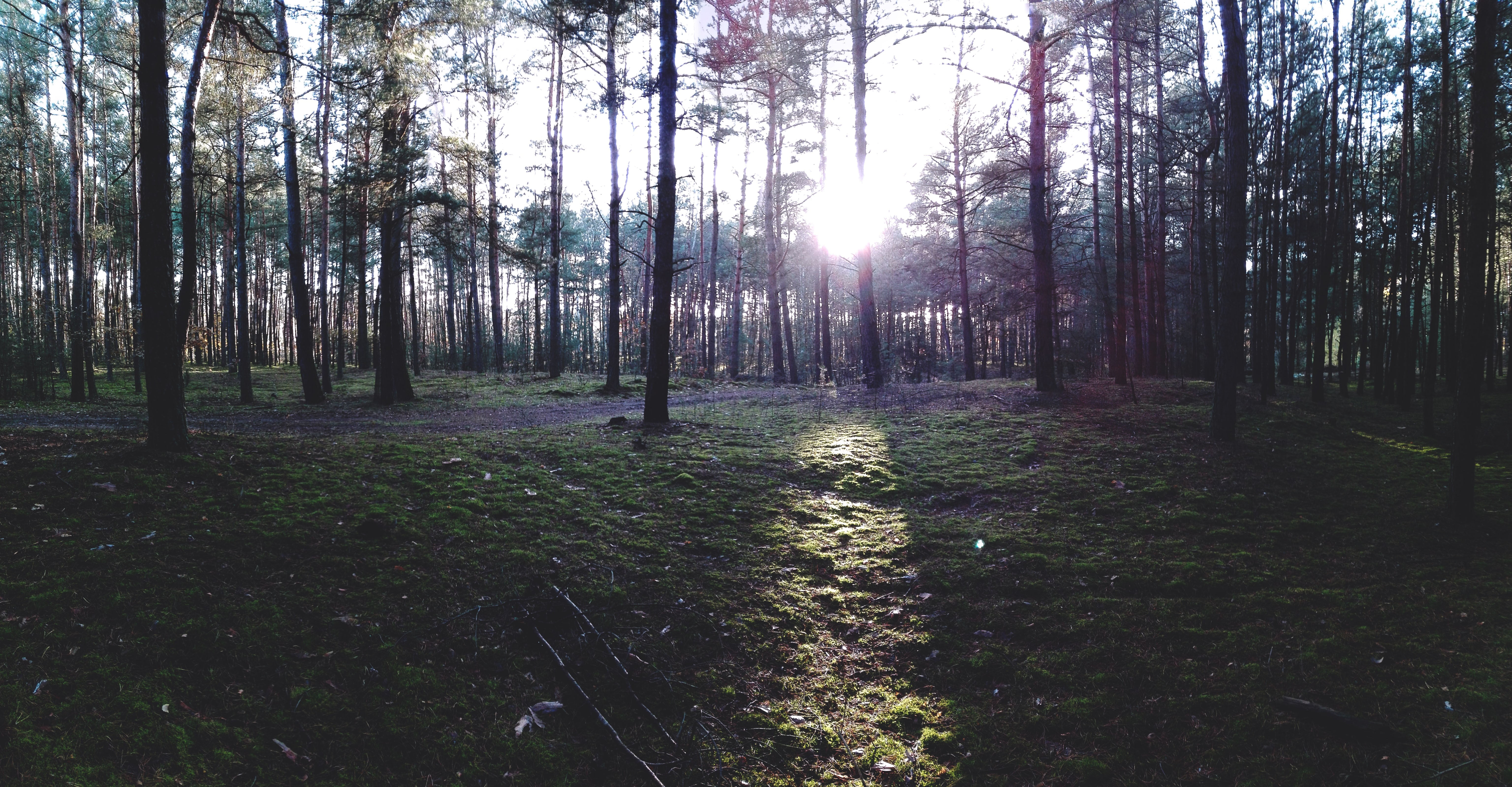 land, 5K, no people, non-urban scene, day, woodland, growth, Poland, trees, beauty in nature, tranquility, tranquil scene, tree, tree trunk, grass, green, HD Wallpaper