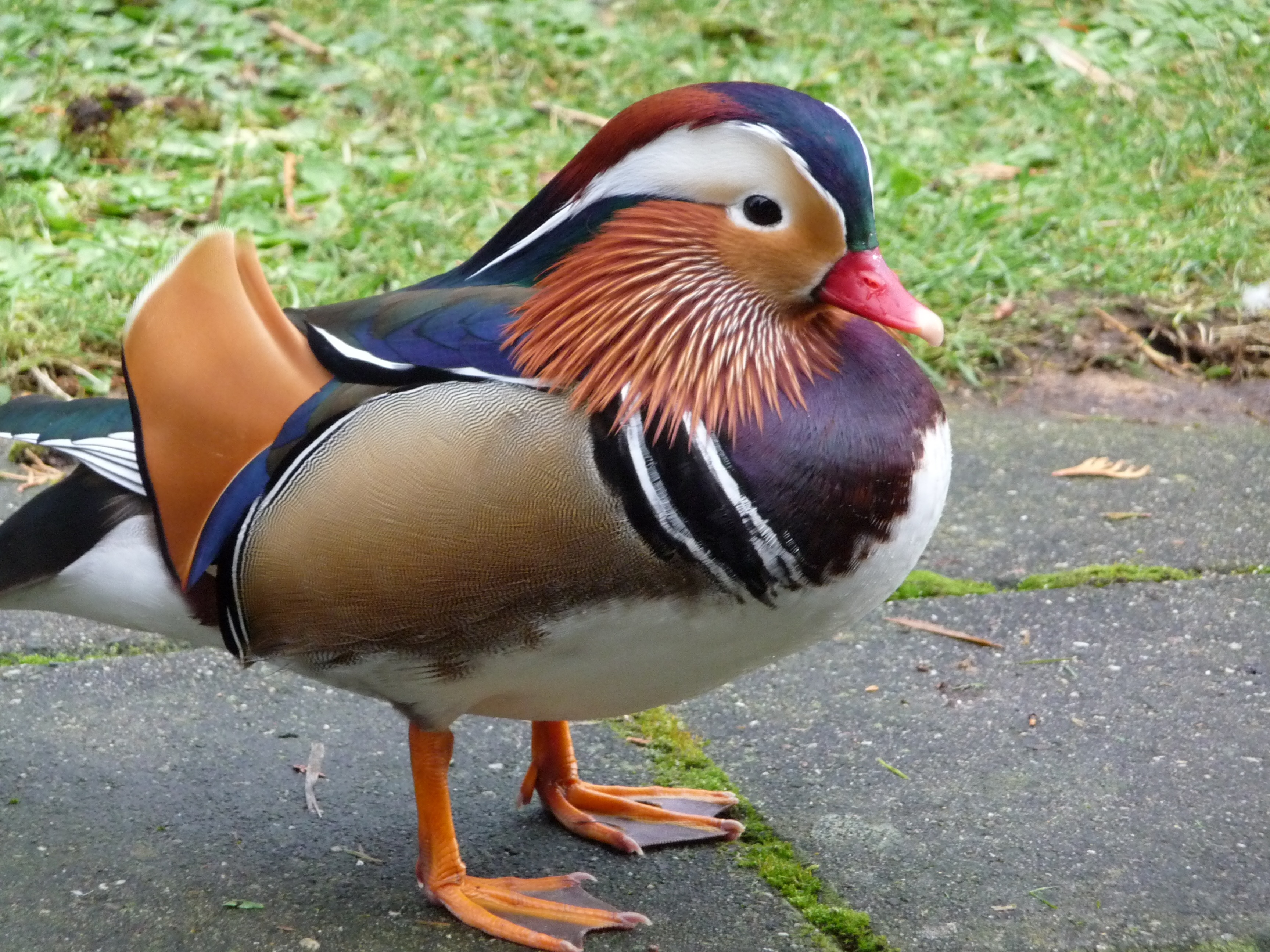 duck, animal wildlife, holiday park, wells, poultry, close-up, animals in the wild, field, nature, male, veluwe, day, no people, mandarin duck, animal themes, HD Wallpaper