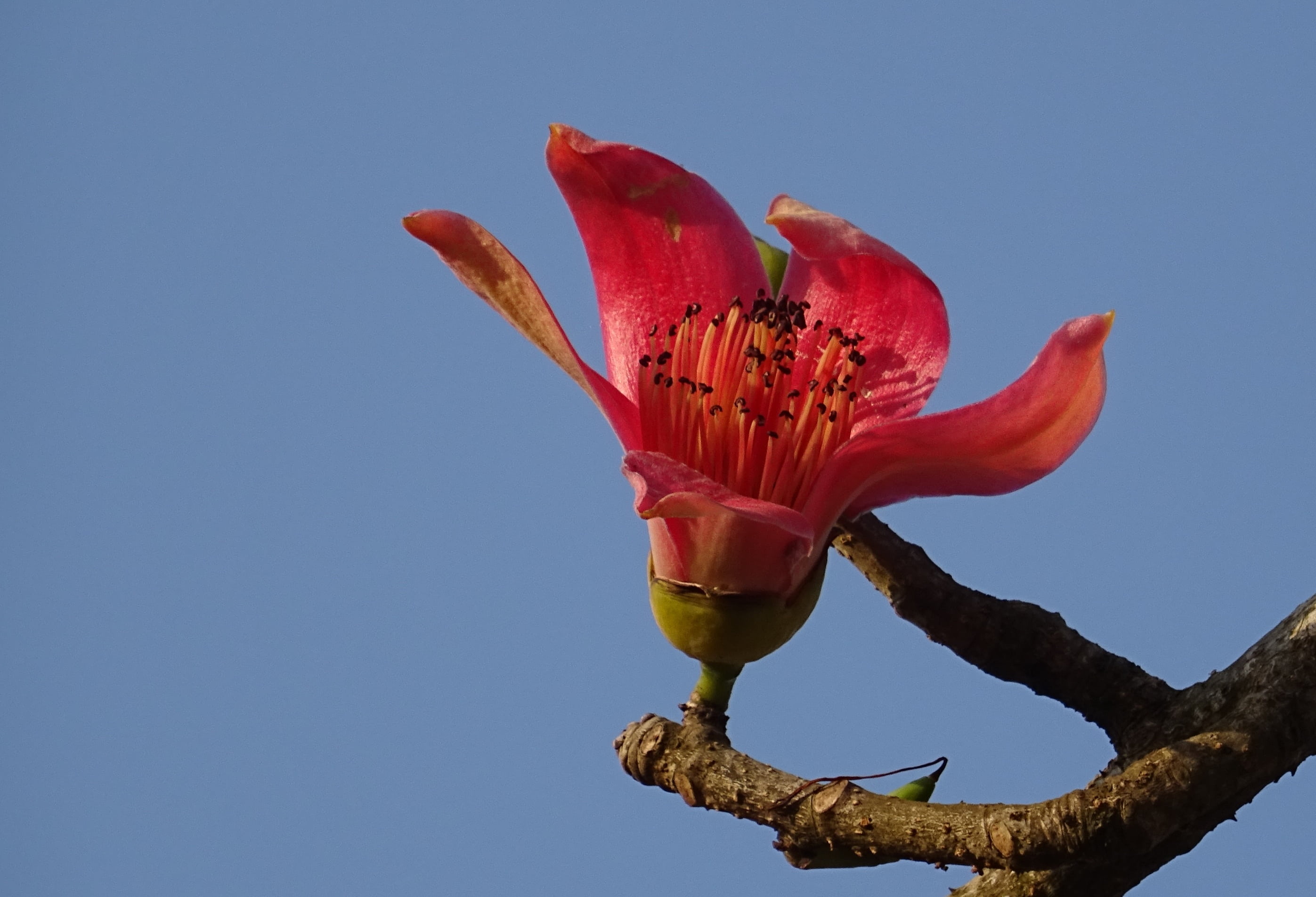 growth, bombacaceae, flower head, cotton tree, plant, clear sky, outdoors, india, red, close-up, blue background, nature, inflorescence, shimul, bombax ceiba, HD Wallpaper