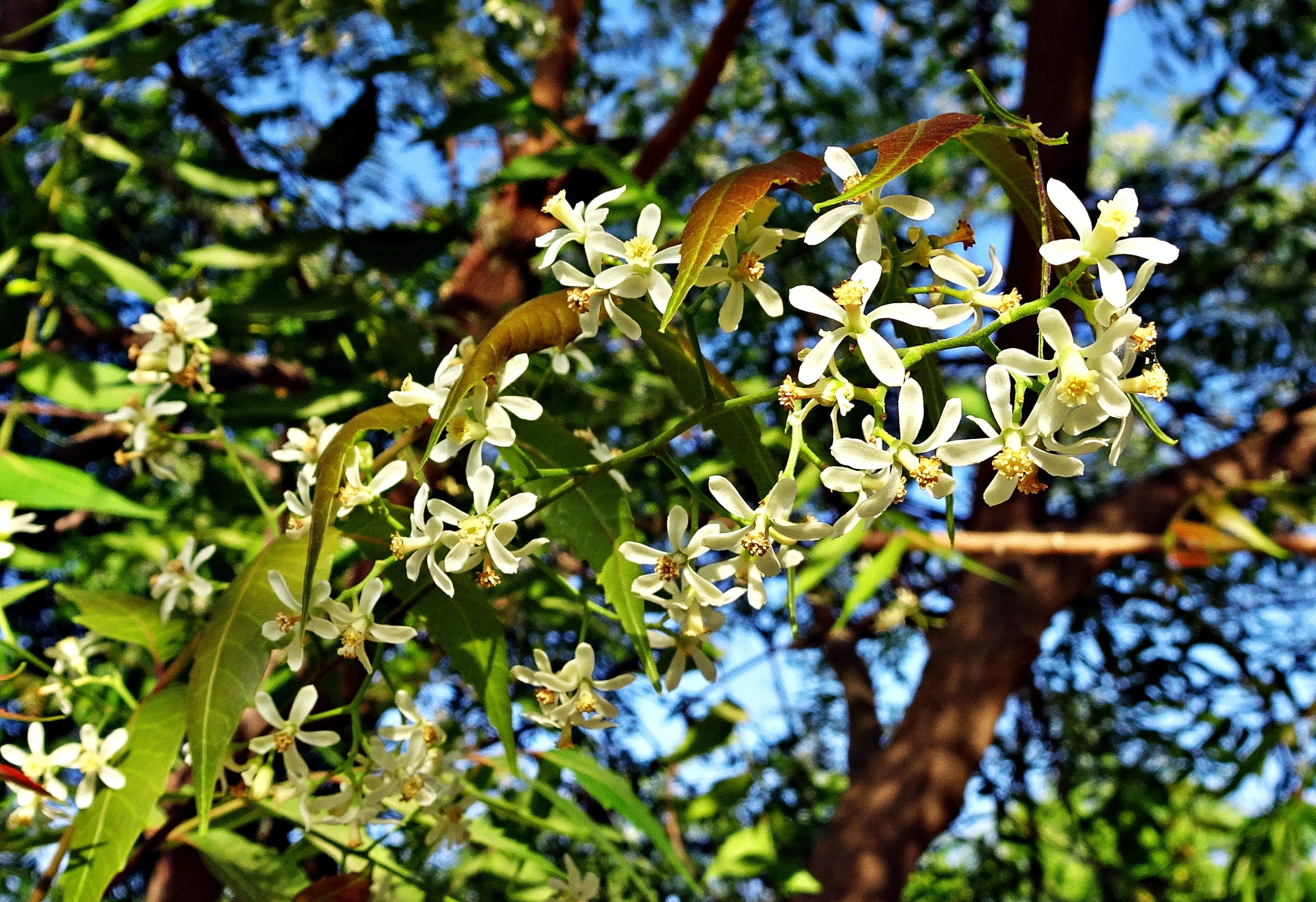 meliaceae, fragility, 2K, nimtree, tree, nature, Neem, flower head, sunlight, medicine, vulnerability, flora, beauty in nature, medicinal, branch, close-up, HD Wallpaper