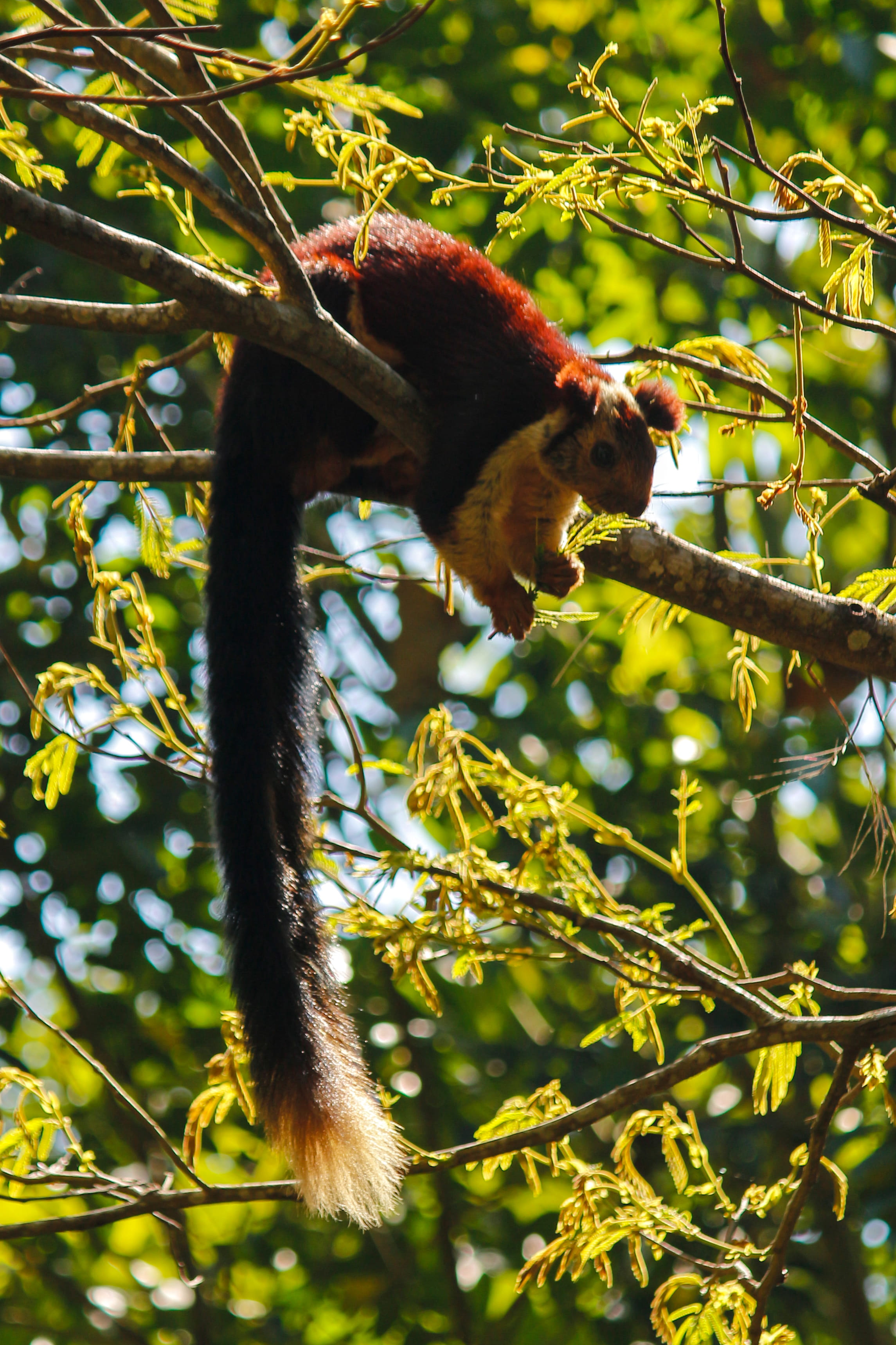 animals in the wild, outdoors, indian, no people, day, giant squirrel, 2K, india, rodent, forest, malabar, ratufa indica, malabar giant squirrel, green, Phone HD Wallpaper