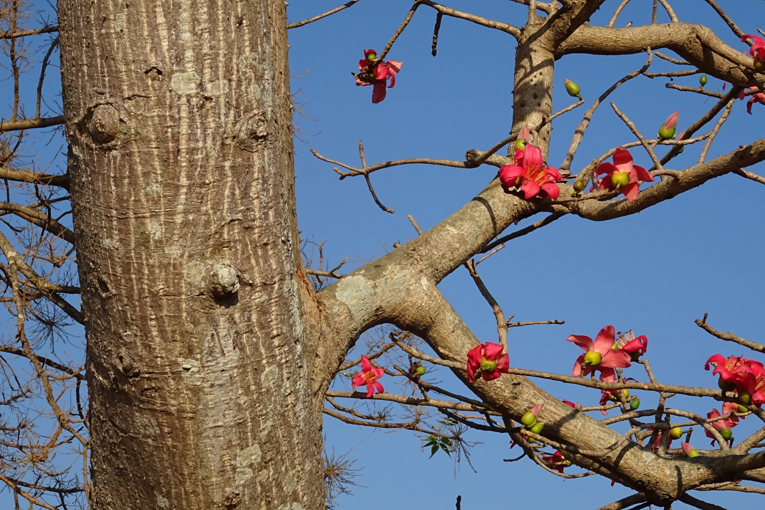 kapok, sky, ceiba pentandra, nature, clear sky, trunk, bare tree, flowering plant, plant, tree trunk, shimul, india, day, red silk-cotton, beauty in nature, HD Wallpaper