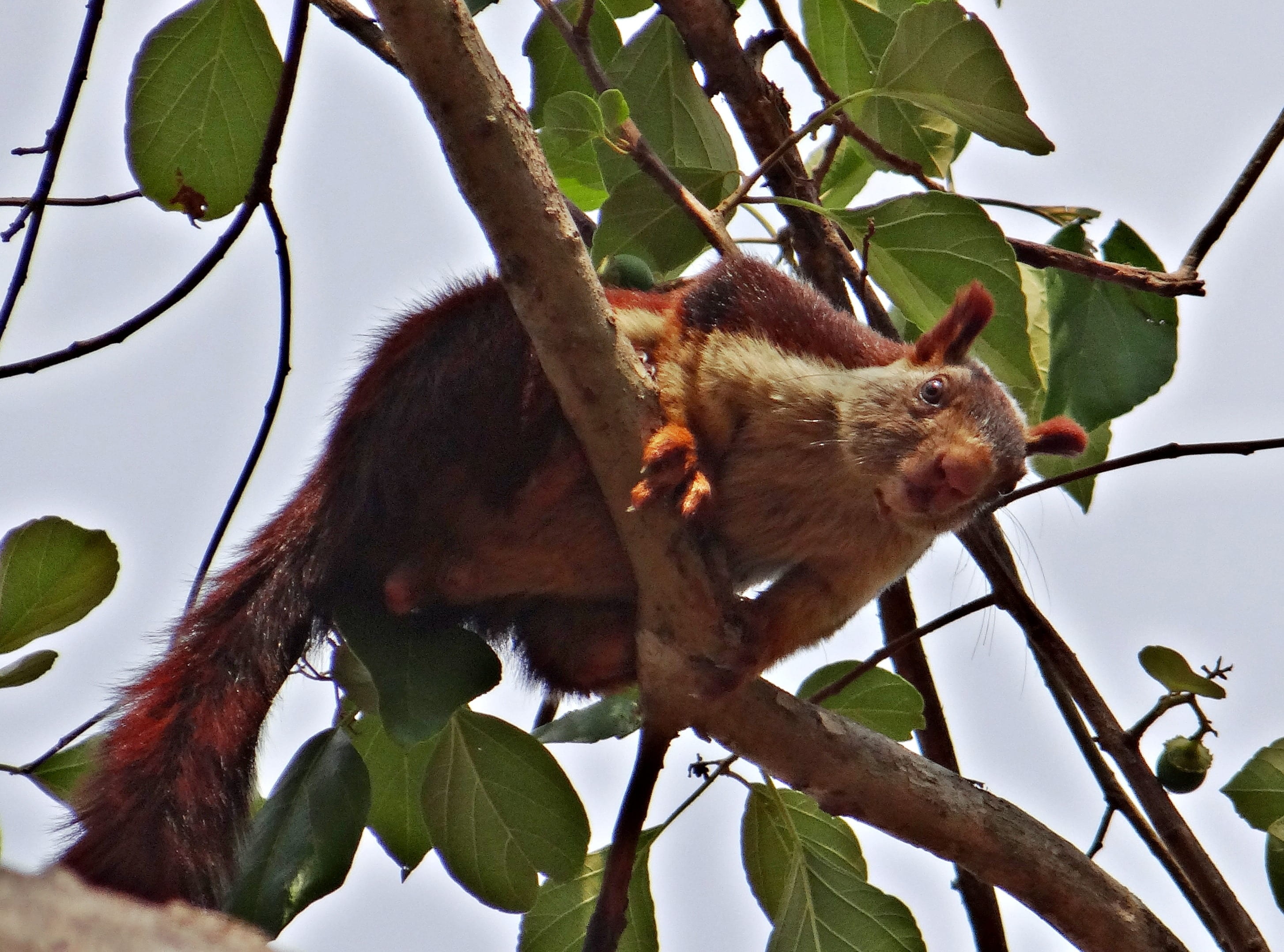 leaf, food, mammal, animals in the wild, malabar giant squirrel, indian giant squirrel, india, fruit, no people, plant, low angle view, plant part, nature, HD Wallpaper