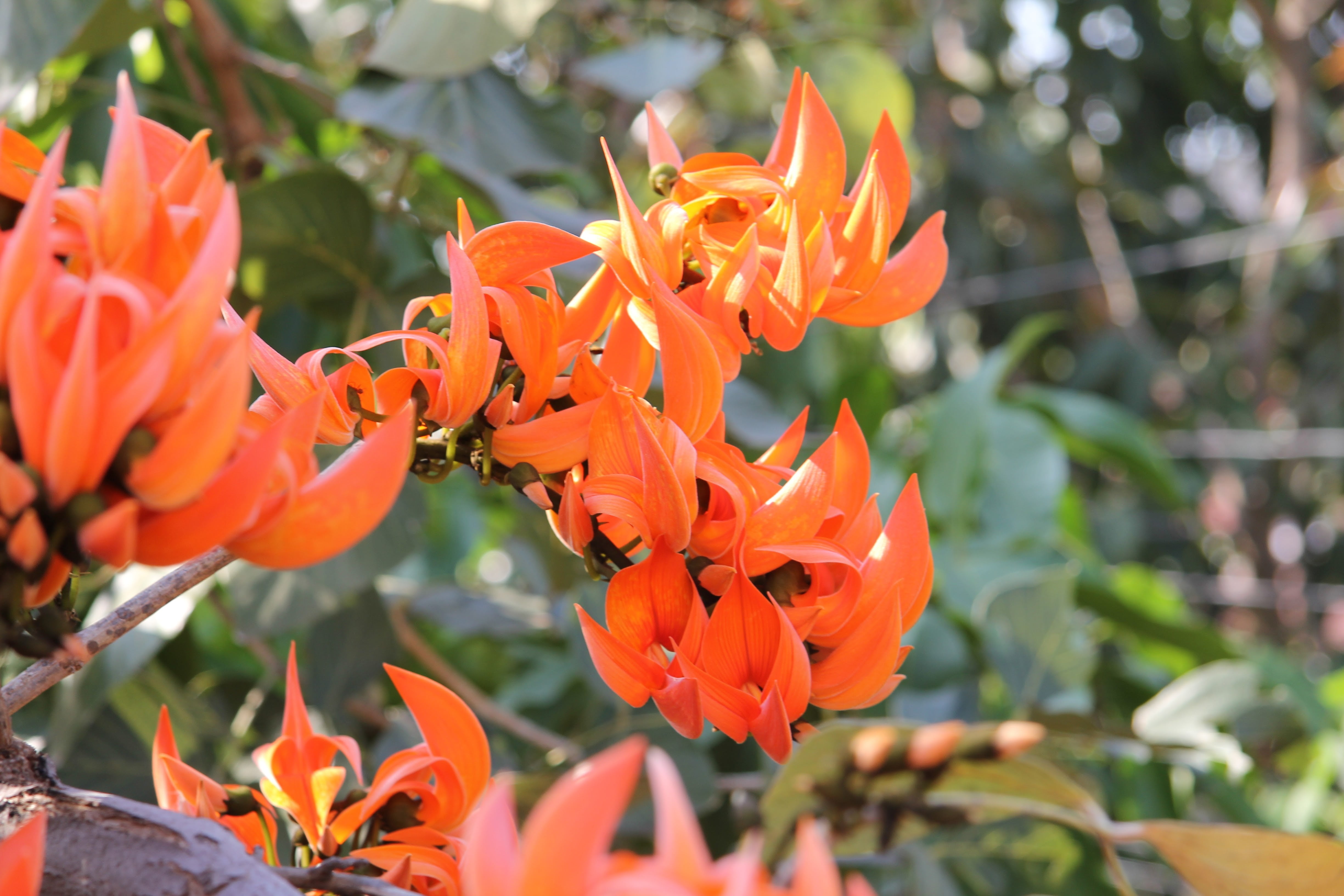 botany, growth, close-up, coral tree, nature, colorful, fragility, 4K, plant, orange, outdoor, flower, flowers, plant part, vulnerability, flower head, HD Wallpaper