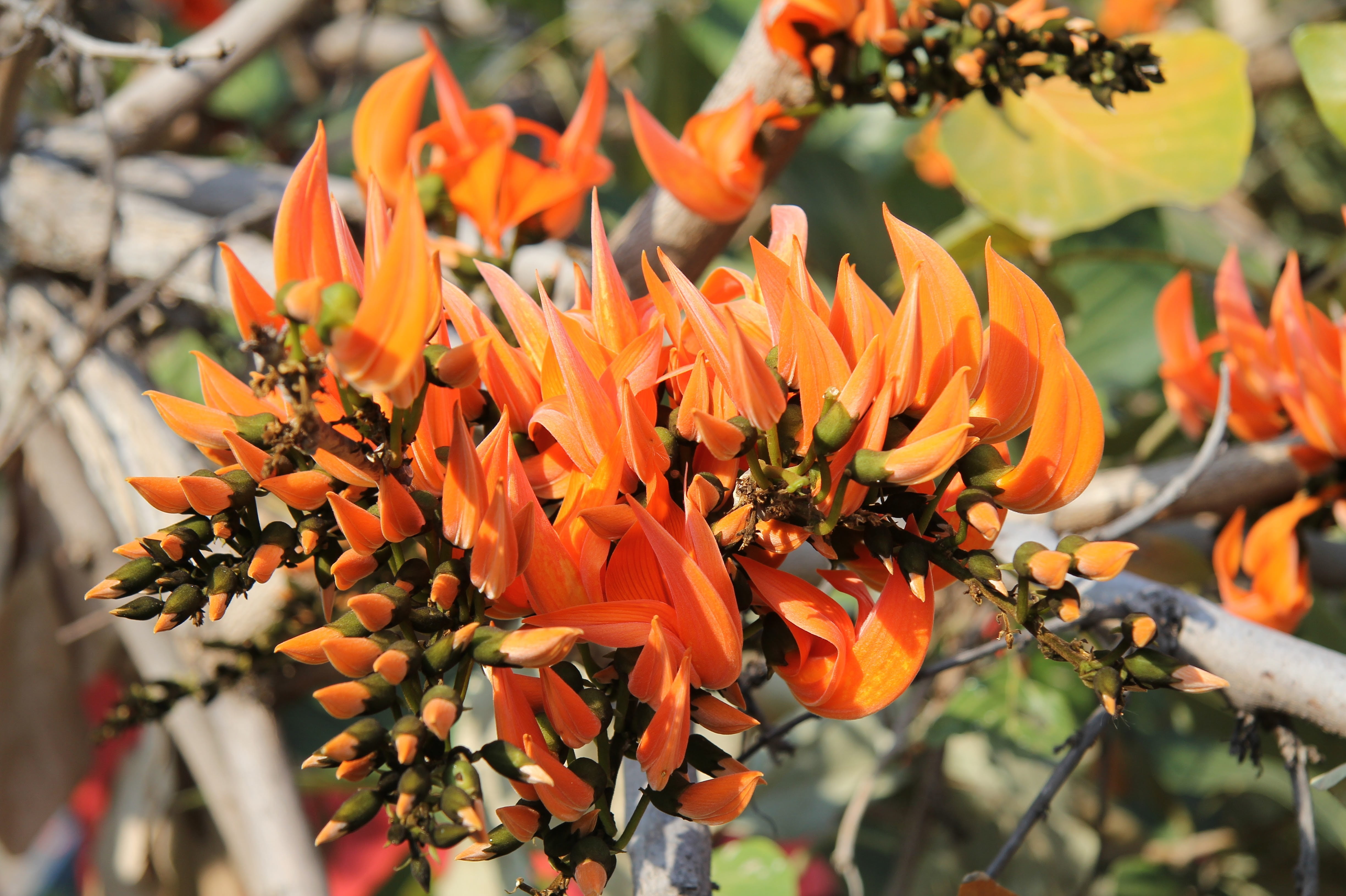 no people, orange, outdoor, flower, orange color, flowering plant, coral tree, colorful, botany, freshness, plant, bright, focus on foreground, day, flowers, HD Wallpaper