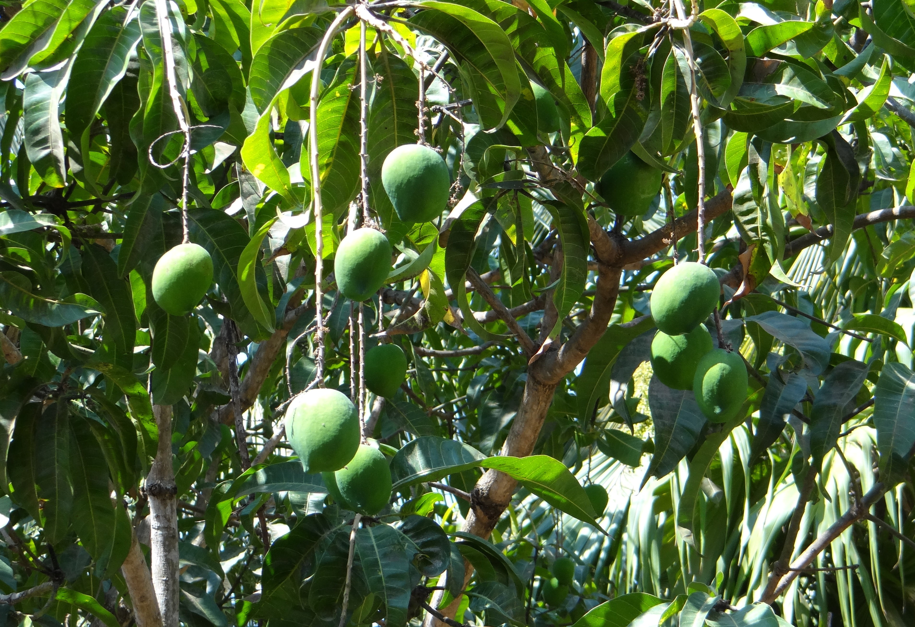 leaf, freshness, day, green, fruit tree, outdoors, 2K, farm, tree, food and drink, agriculture, mangifera indica, hanging, green Color, healthy eating, HD Wallpaper