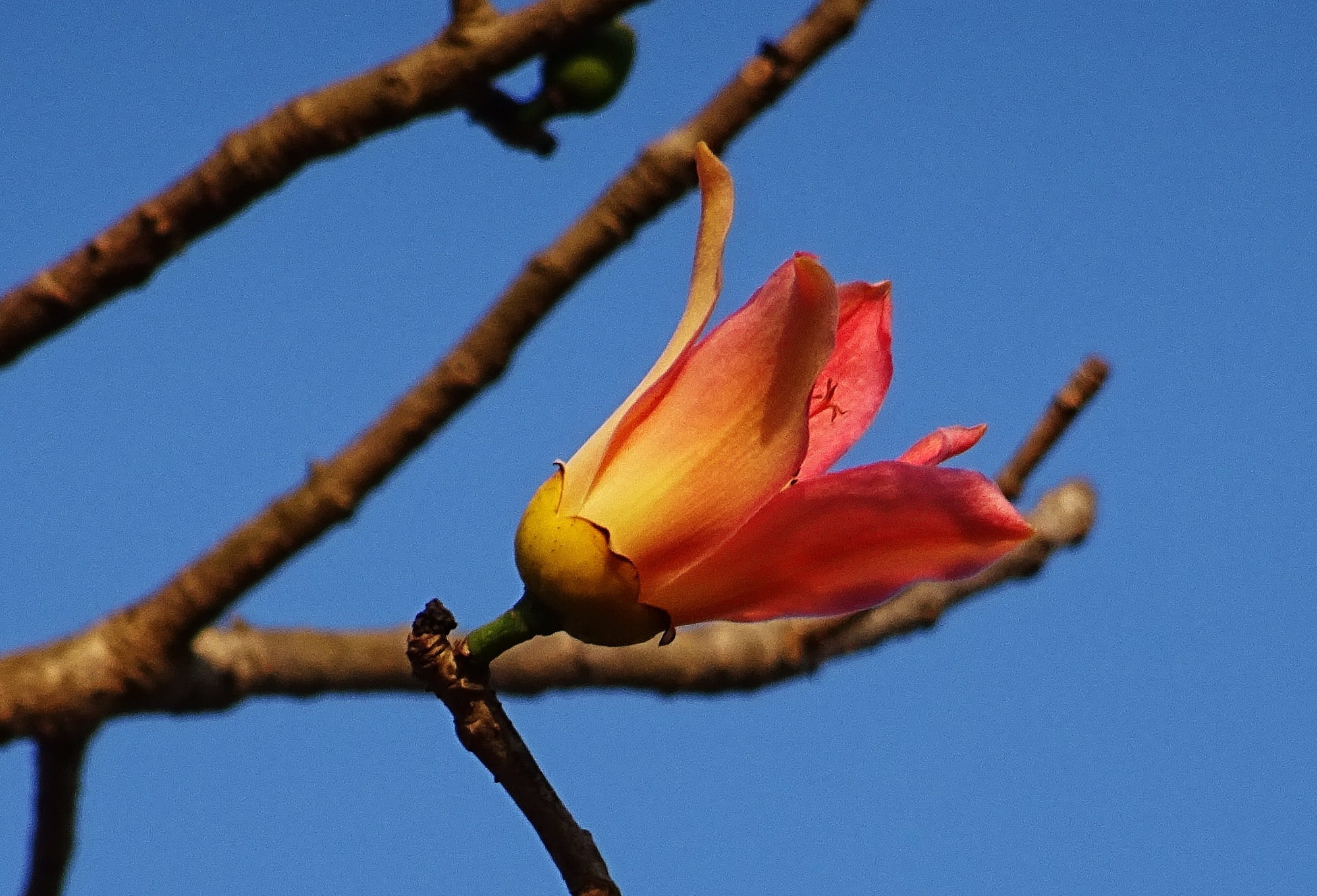 shimul, red silk-cotton, flowering plant, ceiba pentandra, outdoors, fragility, no people, springtime, Flower, blue, sky, red, low angle view, kapok, close-up, HD Wallpaper