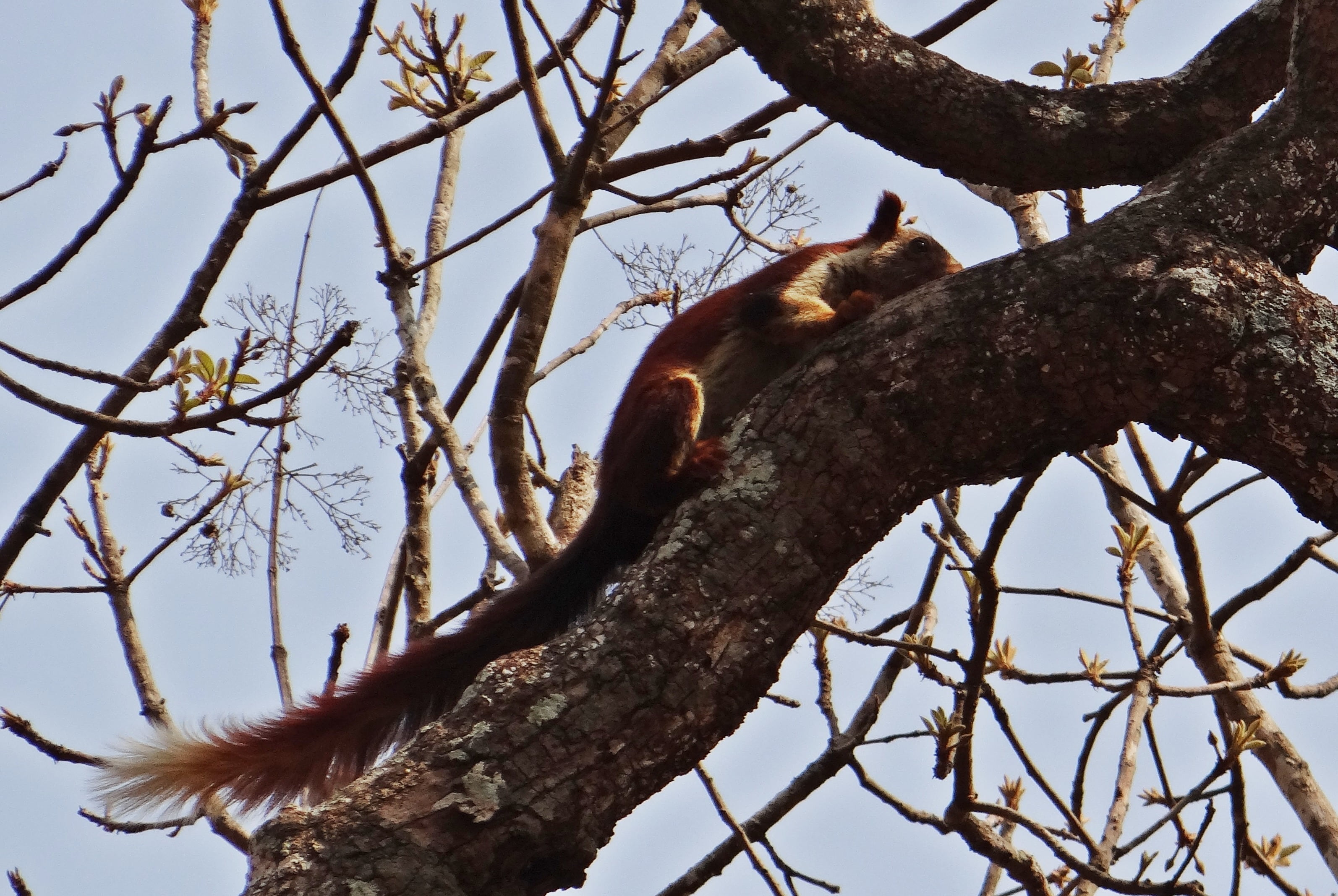 bird, sky, animal wildlife, plant, indian giant squirrel, no people, mammal, outdoors, clear sky, low angle view, one animal, tree, branch, wildlife, vertebrate, HD Wallpaper