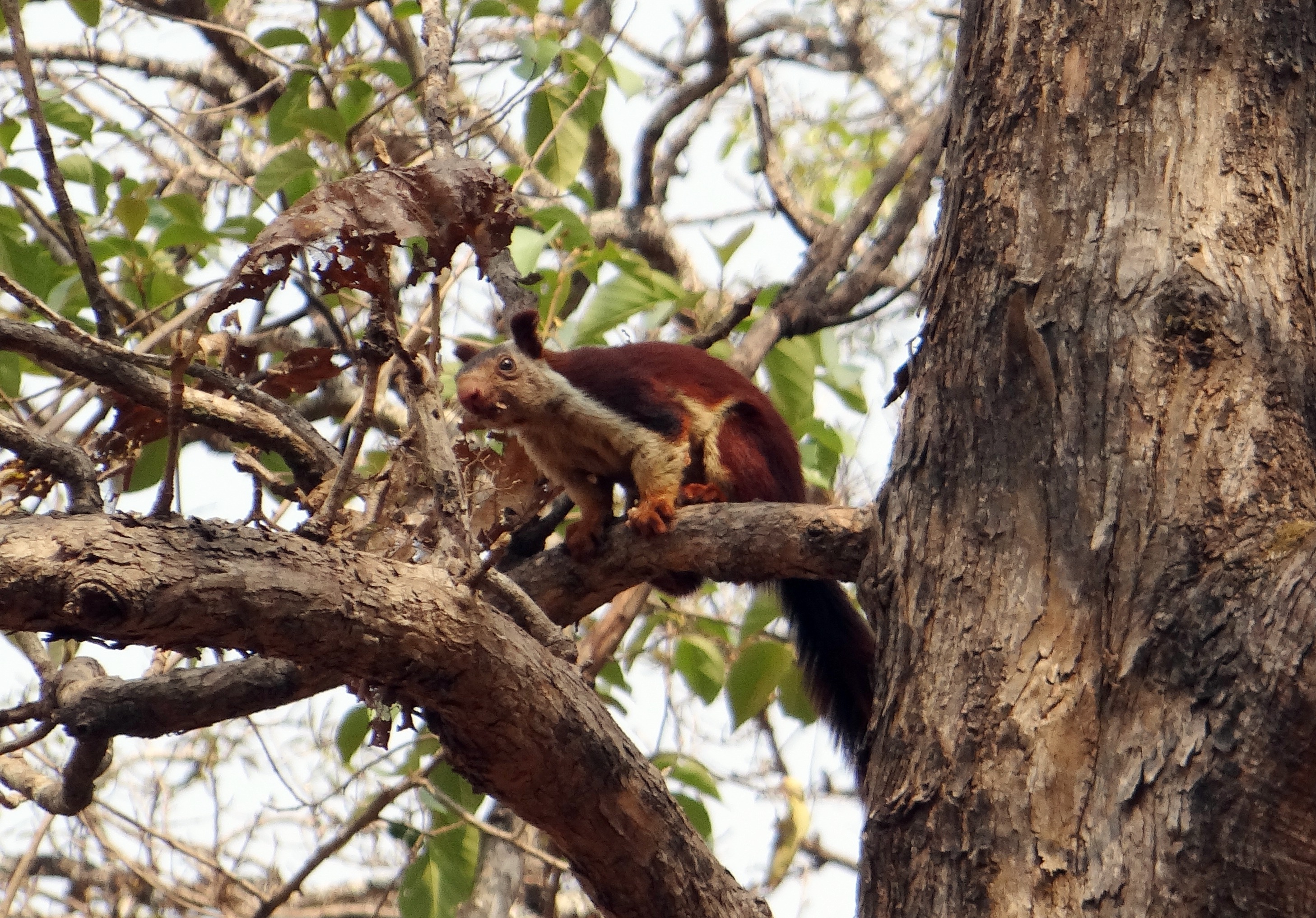 karnataka, plant, outdoors, nature, 2K, tree trunk, focus on foreground, no people, animal, low angle view, mammal, vertebrate, one animal, animals in the wild, HD Wallpaper