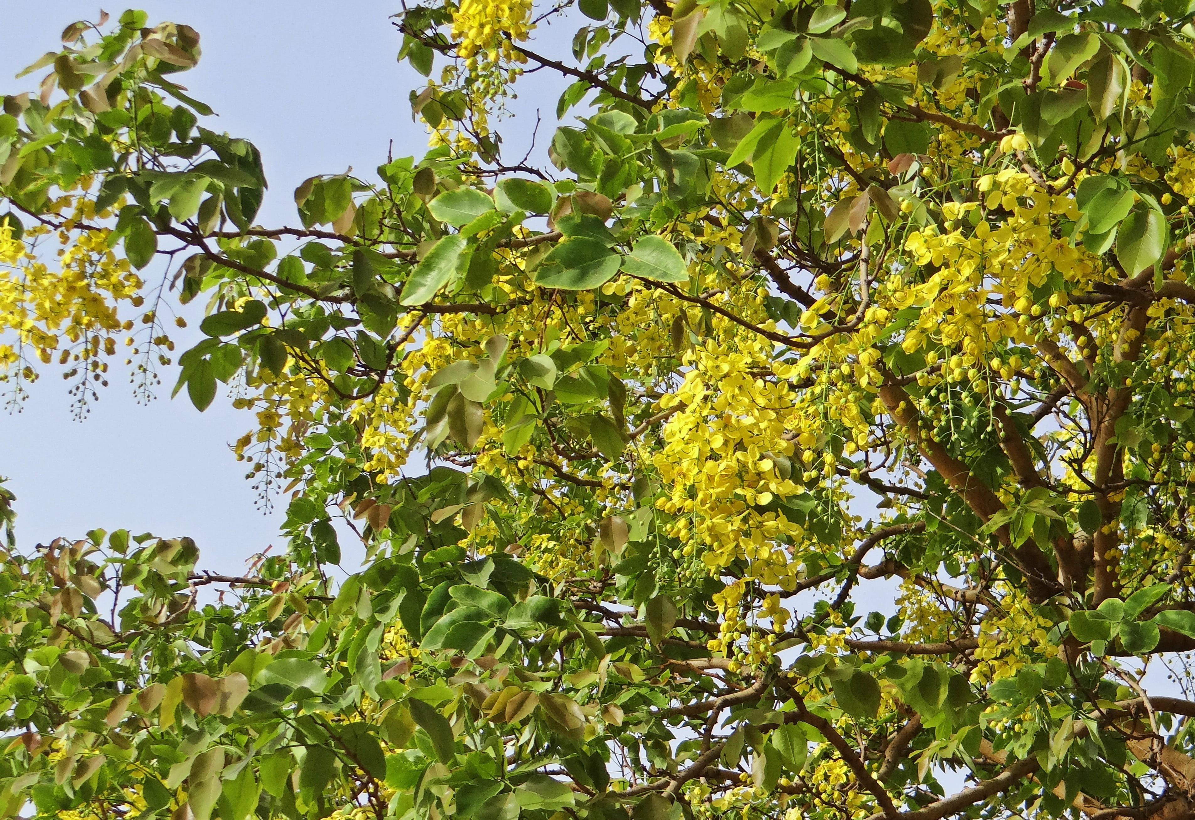 growth, flowers, 2K, fabaceae, nature, golden shower tree, outdoors, healthy eating, plant, summer, forest, beauty in nature, low angle view, leaf, green Color, HD Wallpaper