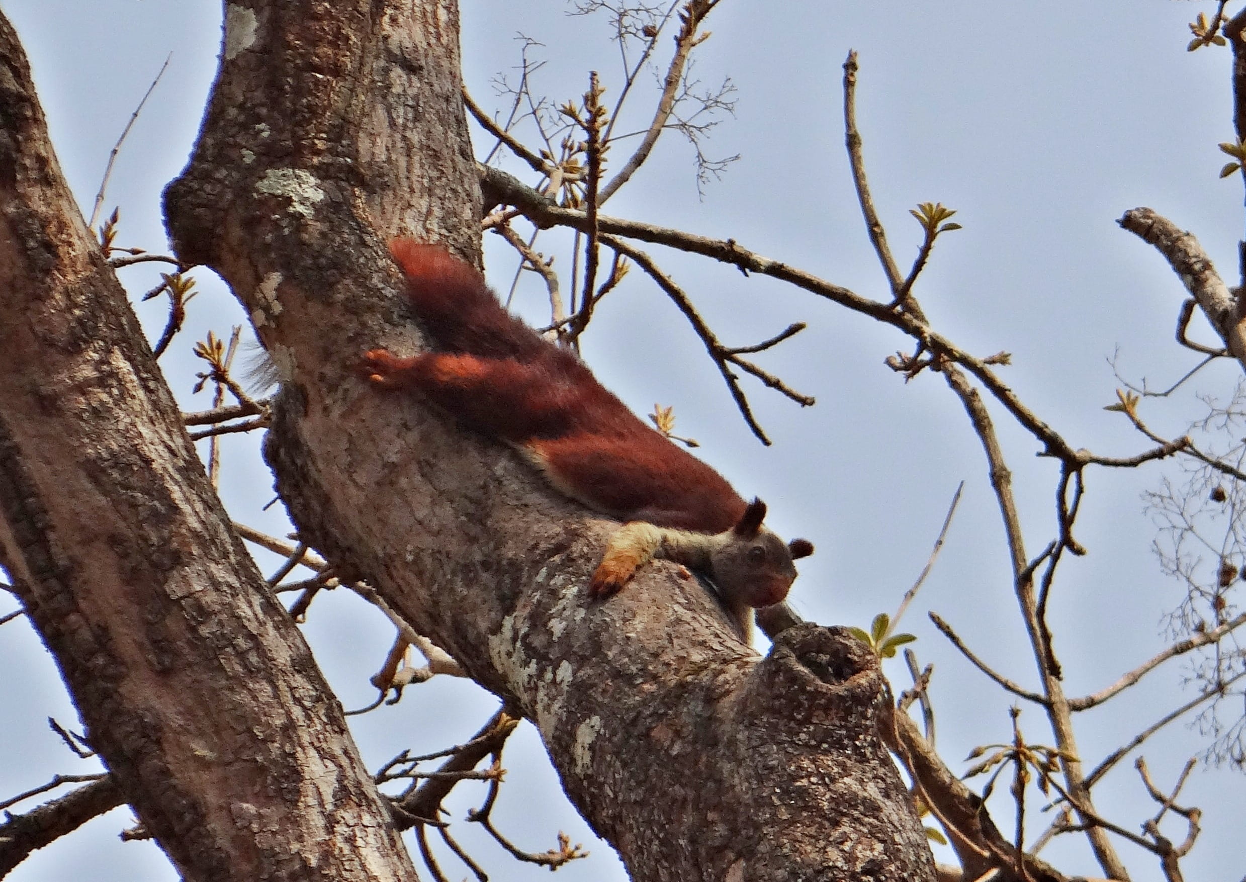 malabar, vertebrate, plant, bird, perching, sky, ratufa, branch, animals in the wild, nature, animal themes, Ratufa Indica, no people, giant, india, wildlife, HD Wallpaper