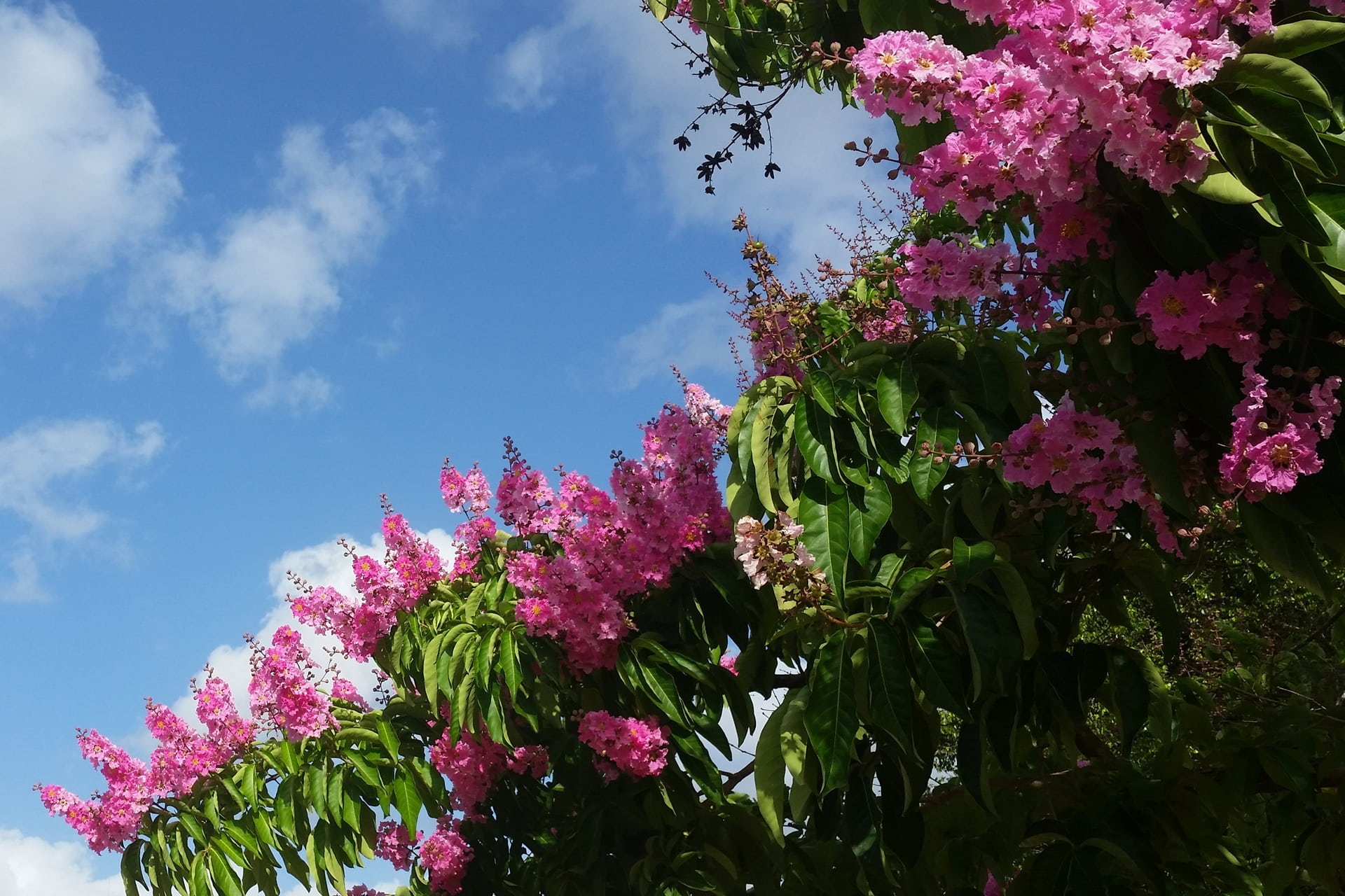 pink color, lilac, petal, espumilla, tree, bunch of flowers, vulnerability, low angle view, growth, indian lilac, flower, beauty in nature, flowering plant, HD Wallpaper