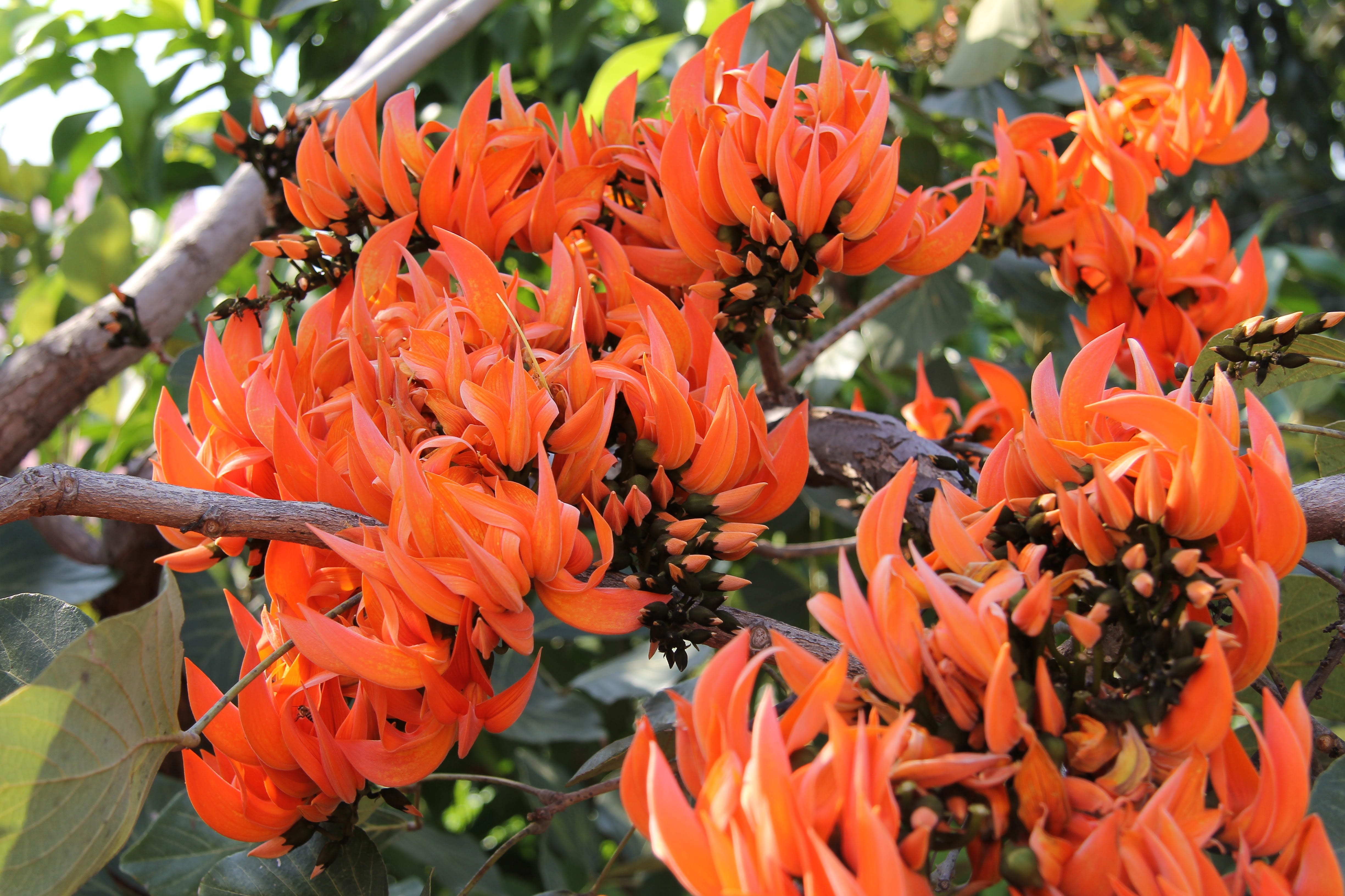 focus on foreground, no people, close-up, outdoors, freshness, plant, bunch of flowers, erythrina caffra, Orange Flower, botany, outdoor, flower head, growth, HD Wallpaper
