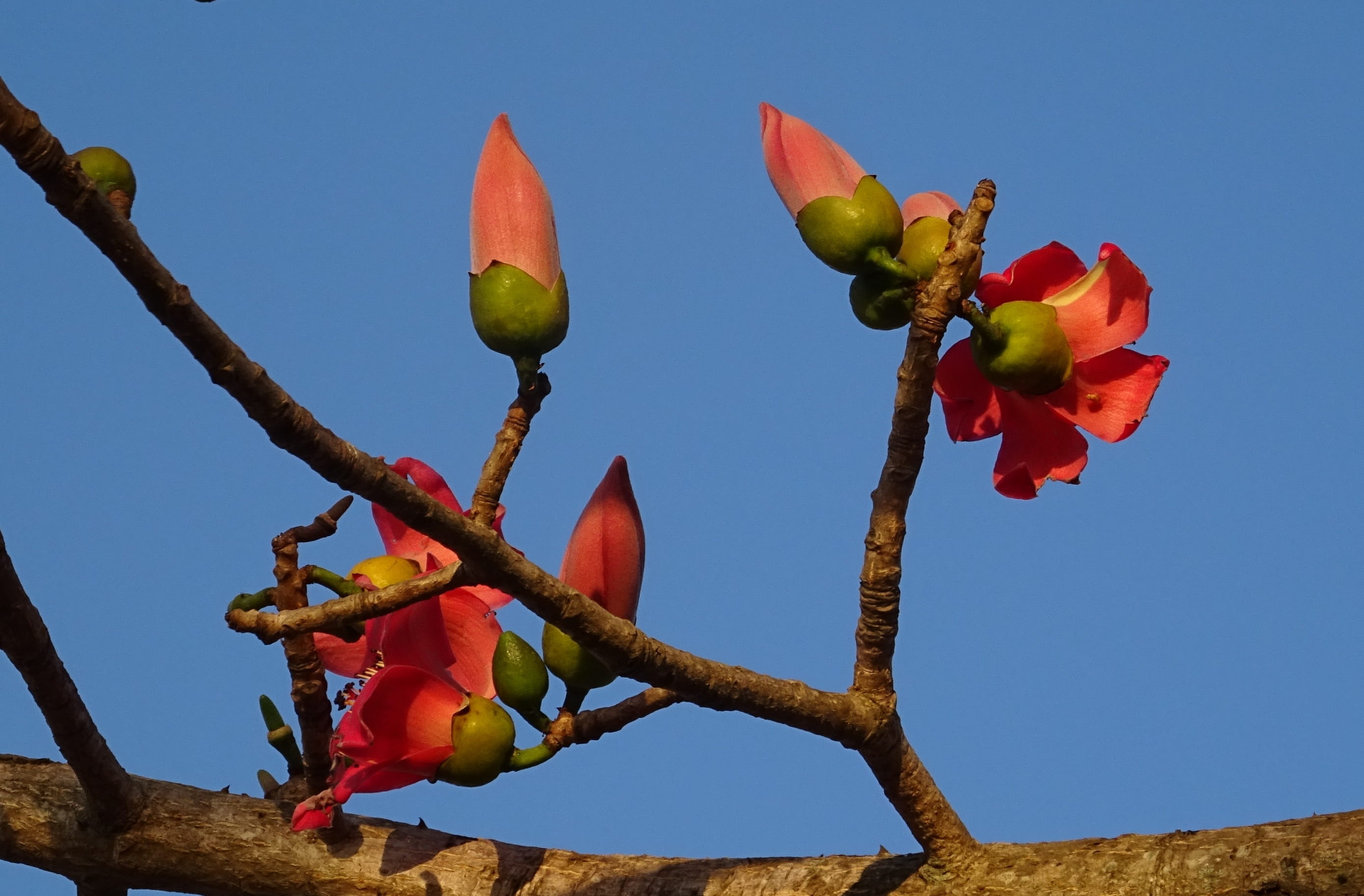 growth, healthy eating, bhimgadh, plant, close-up, no people, red silk-cotton, bombacaceae, beauty in nature, karnataka, Flower, red cotton tree, flower, HD Wallpaper