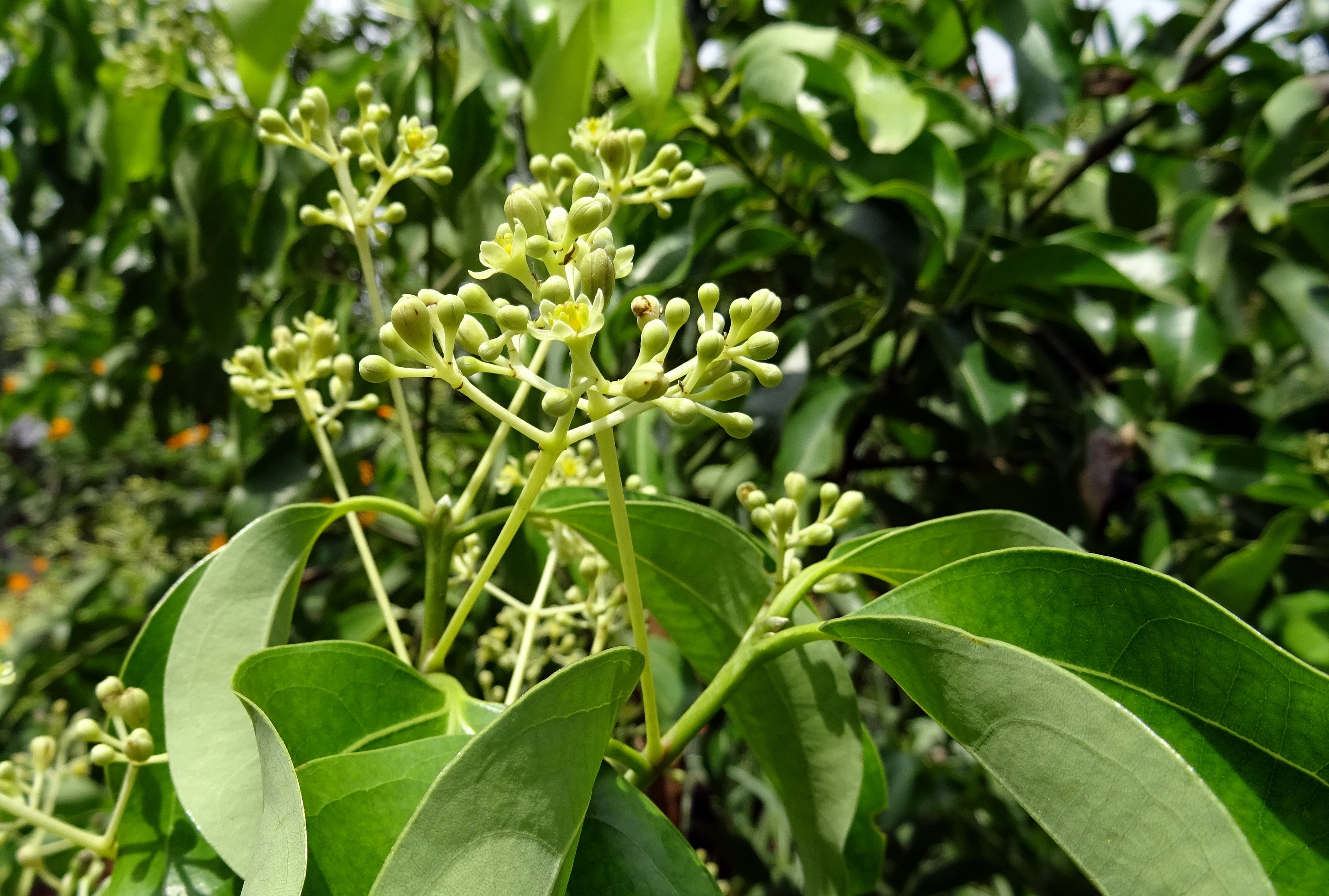 no people, tree, freshness, spice, focus on foreground, india, vulnerability, beauty in nature, growth, flower, plant, green color, nature, malabar leaf, HD Wallpaper