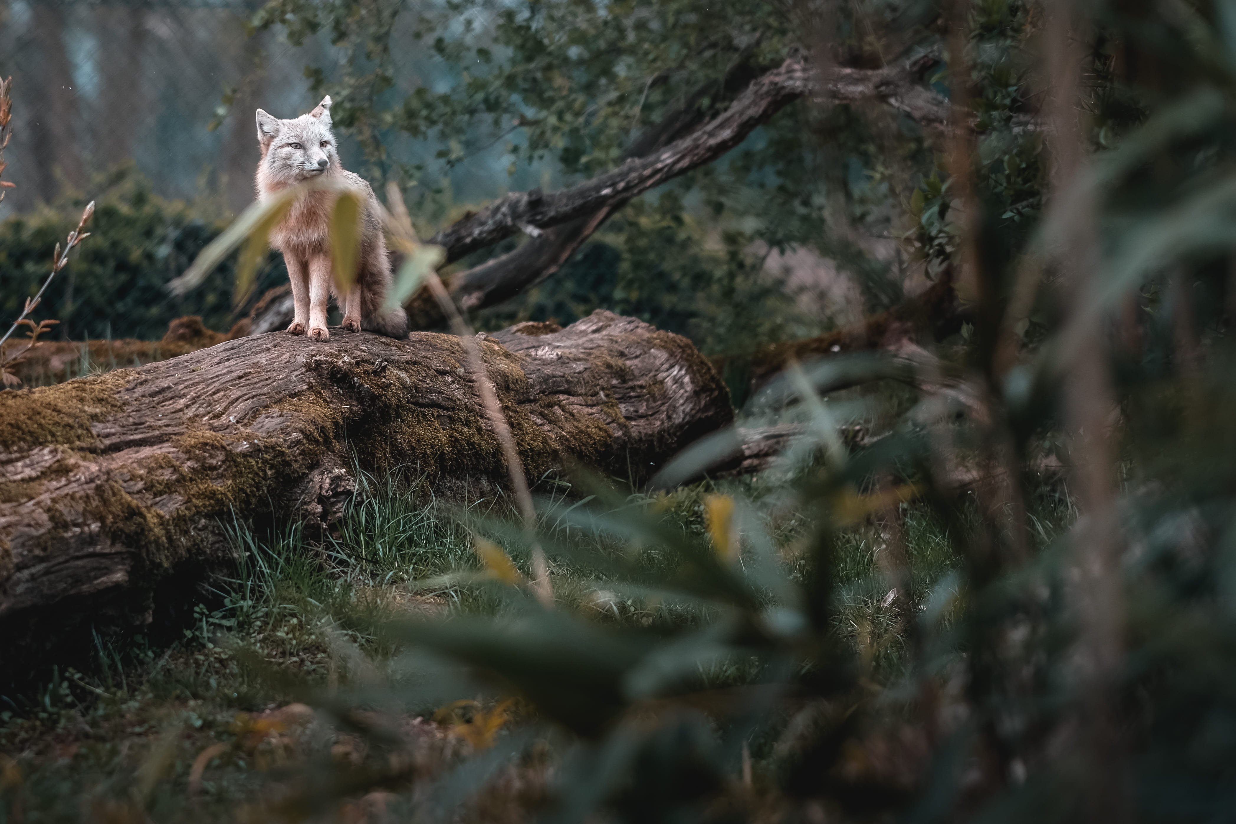 no people, wolf, nature, corsacfox, selective focus, day, one animal, corsac, land, korsak, sitting, tree, domestic, fox, cat, bark, 4K, looking, HD Wallpaper