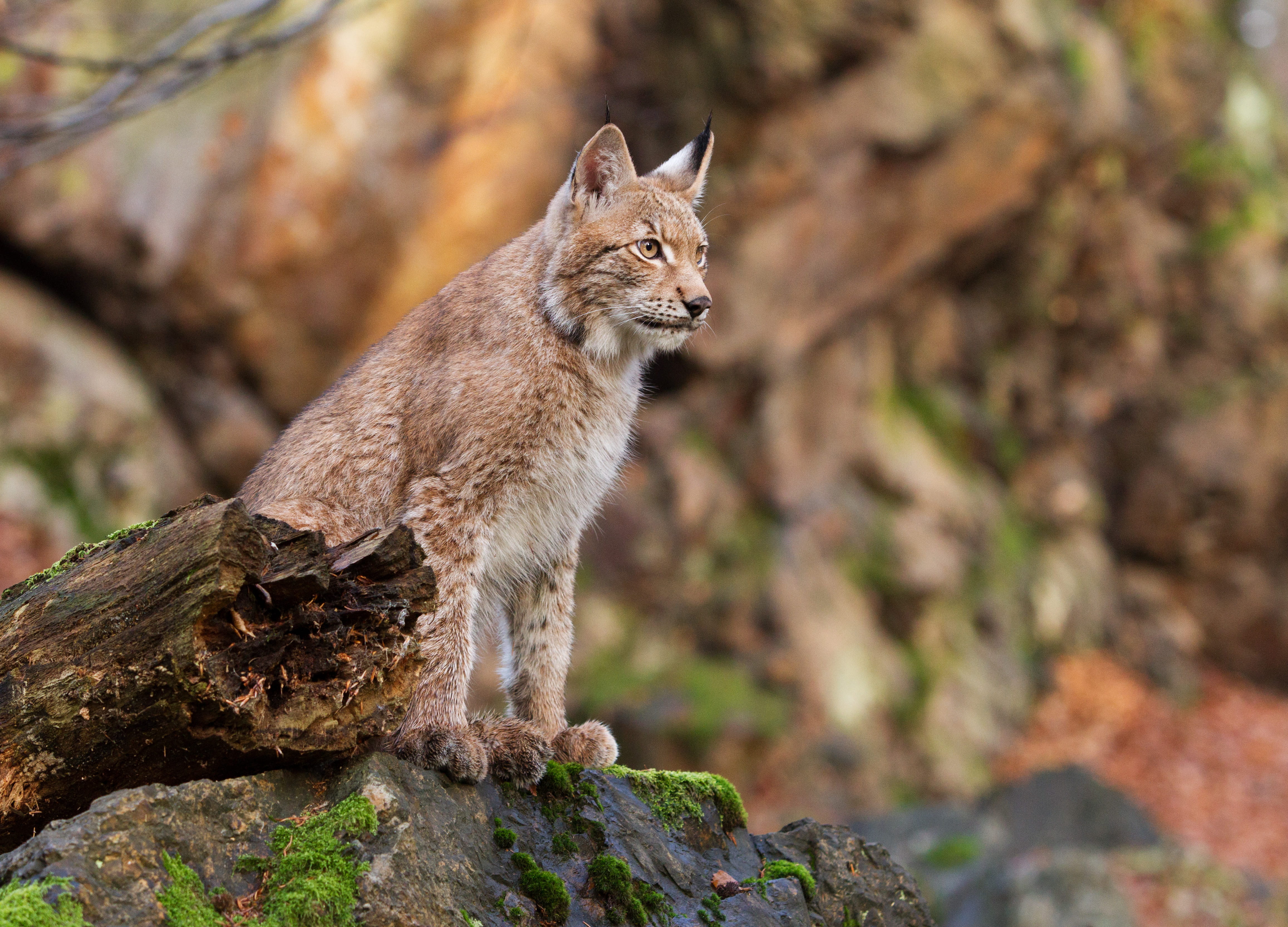 mammal, weasel, tree stump, moss, slate, tree, fern, animal wildlife, day, eyes, czechia, rock - object, lynx, looking, rock, outdoors, ground, animal, HD Wallpaper