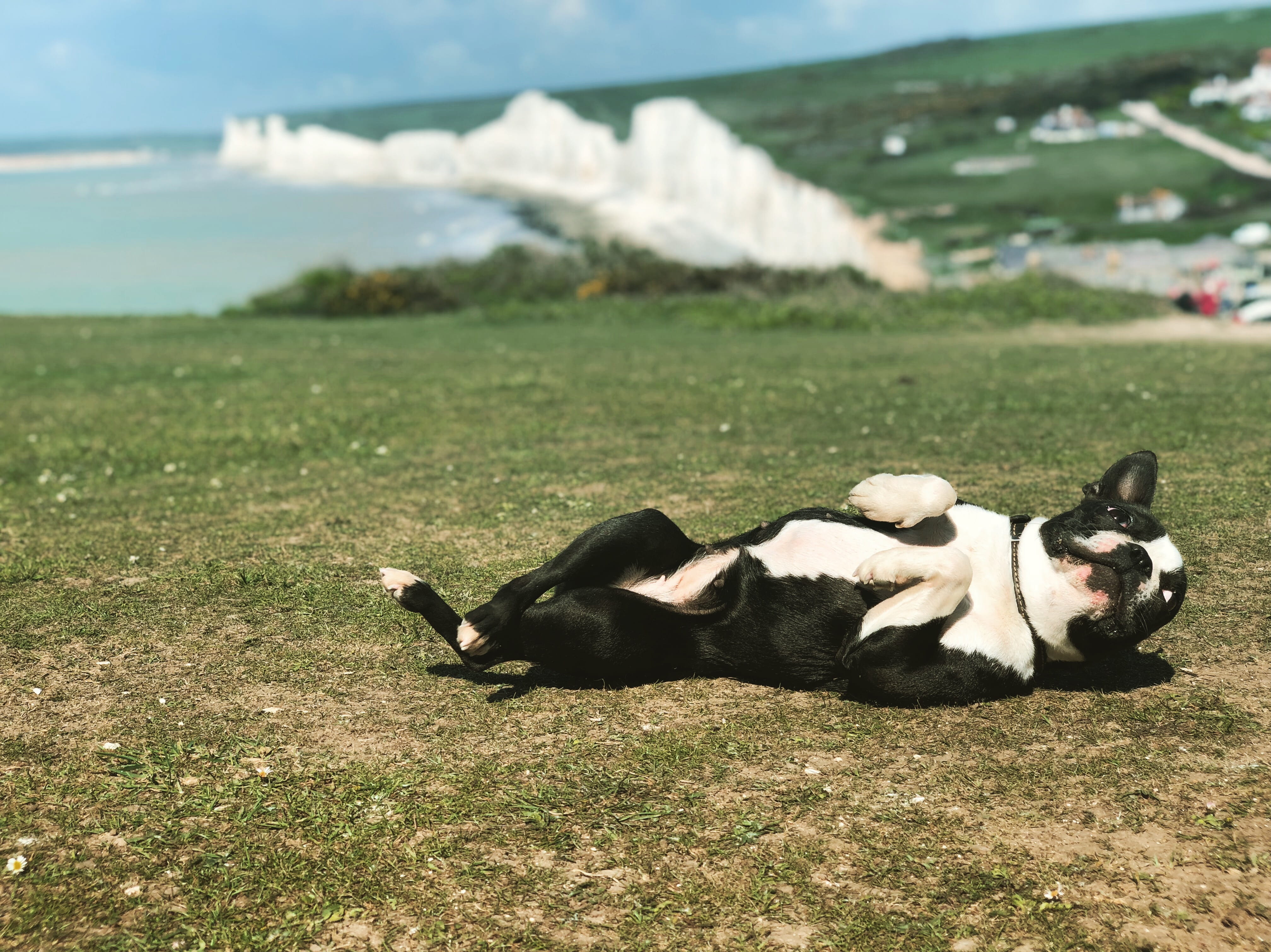 pets, day, cattle, nature, domestic, cow, terrier, horse, plant, pug, sunlight, s downs way, east sussex, land, relaxation, dog rolling, calf, canine, grass, HD Wallpaper