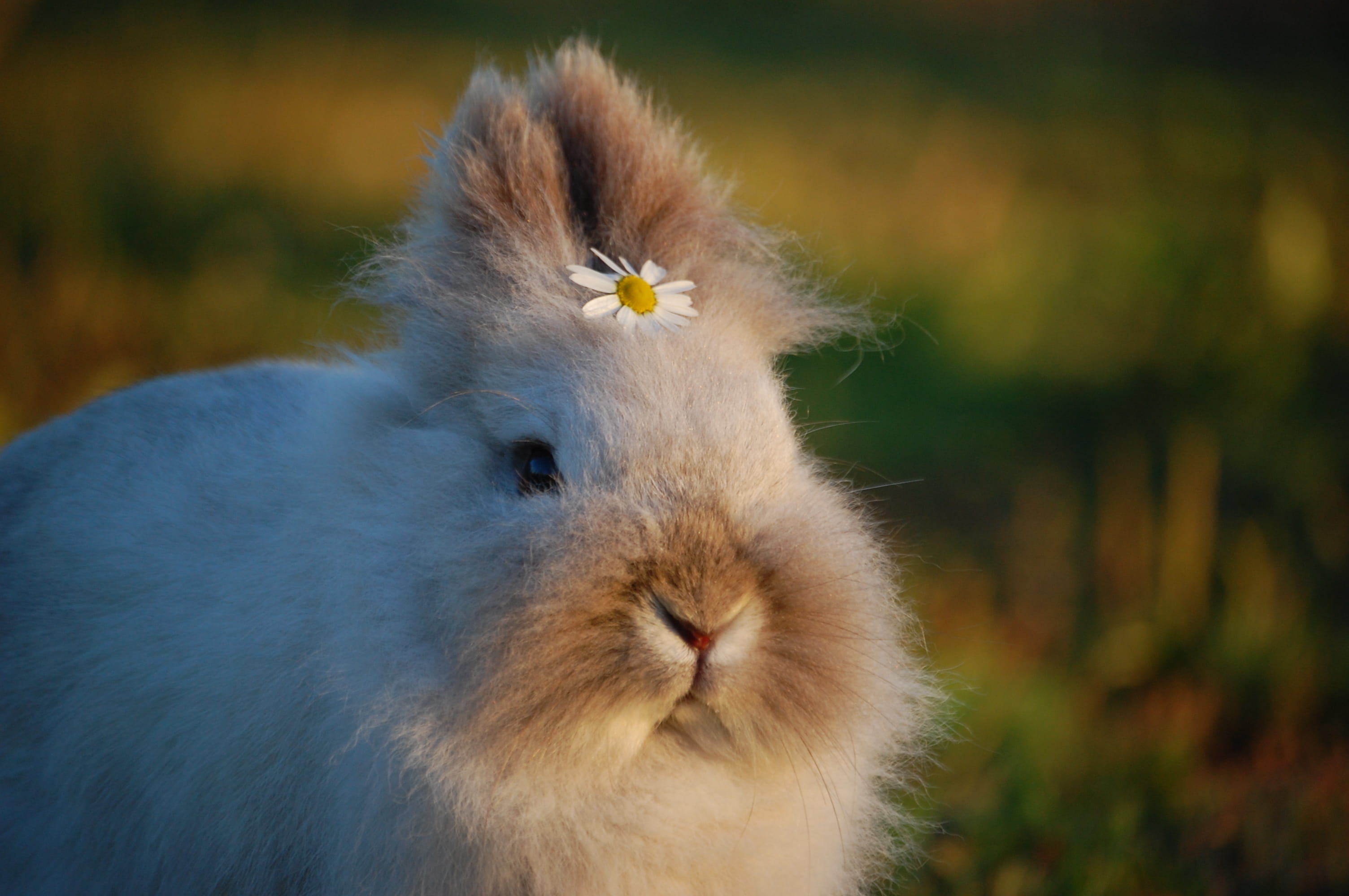 white color, fur, animal photography, grass, pets, pet, day, vertebrate, wildlife, animals in the wild, domestic animals, focus on foreground, hare, furry, HD Wallpaper