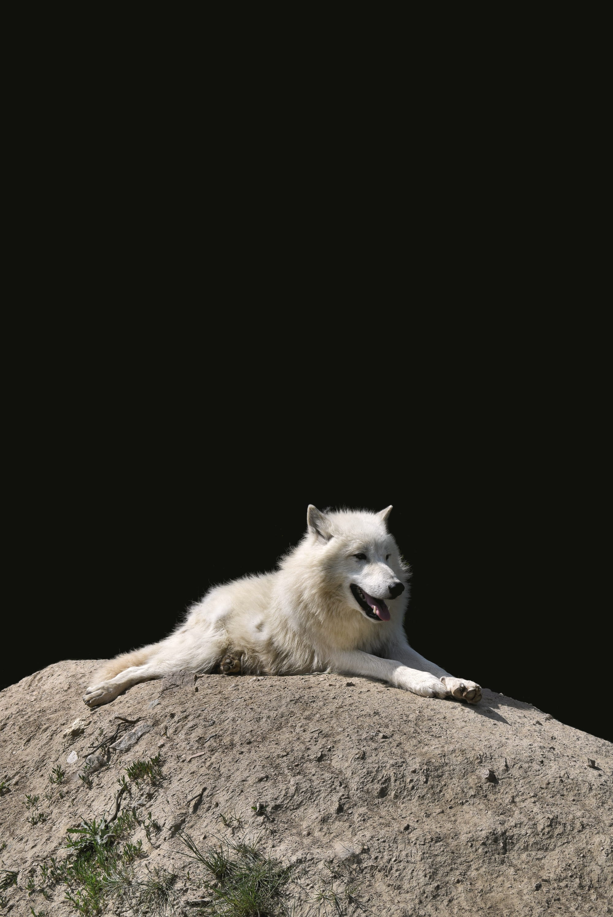 domestic animals, dog, vertebrate, one animal, czechia, domestic, arctic fox, 2K, animal, waiting, animals in the wild, animal themes, tabor, mouth, zoo, Phone HD Wallpaper