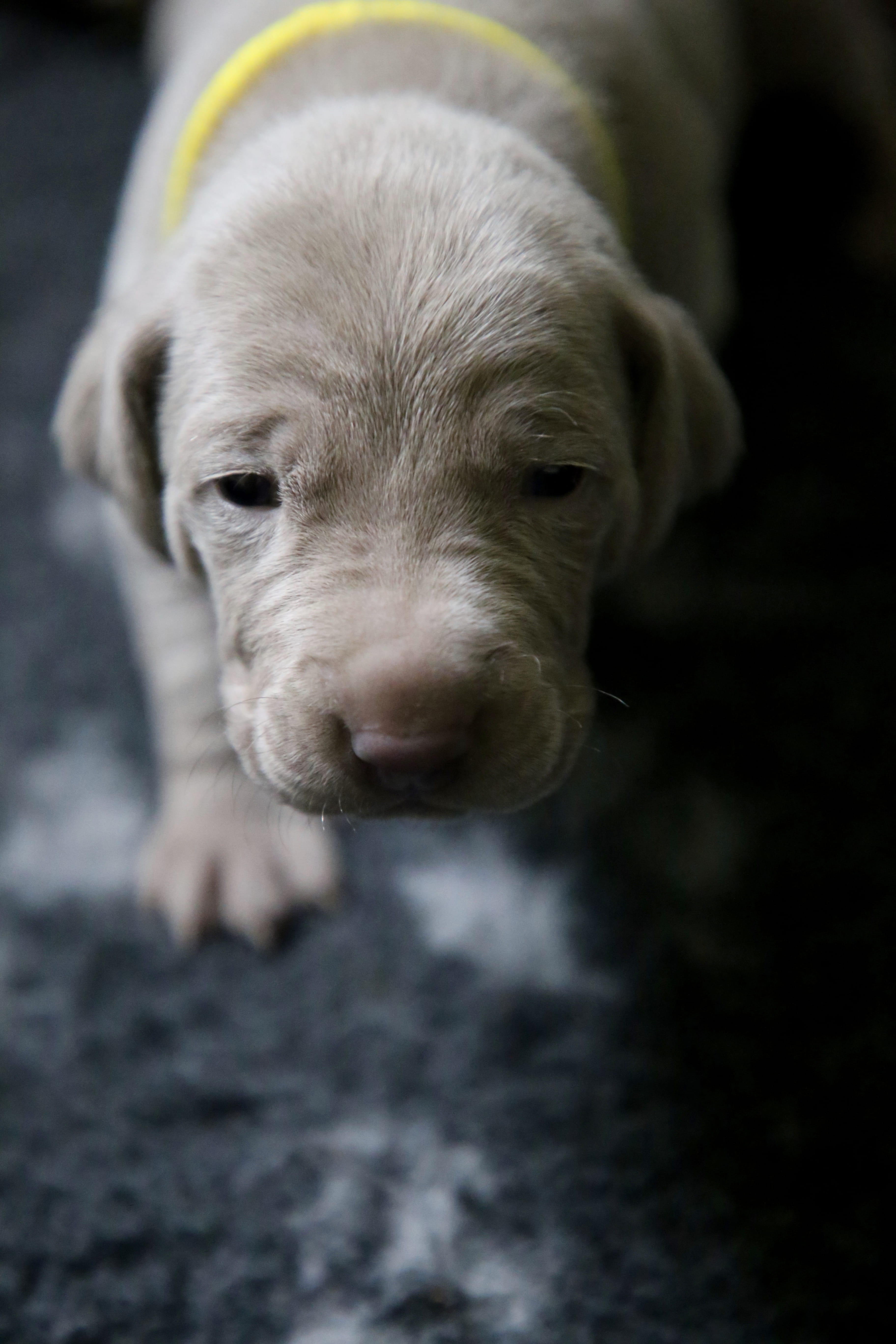 mammal, portrait, animal themes, pets, pig, cocker spaniel, vertebrate, dog, one animal, rodent, domestic animals, beagle, pitbull, young animal, animal body part, Phone HD Wallpaper