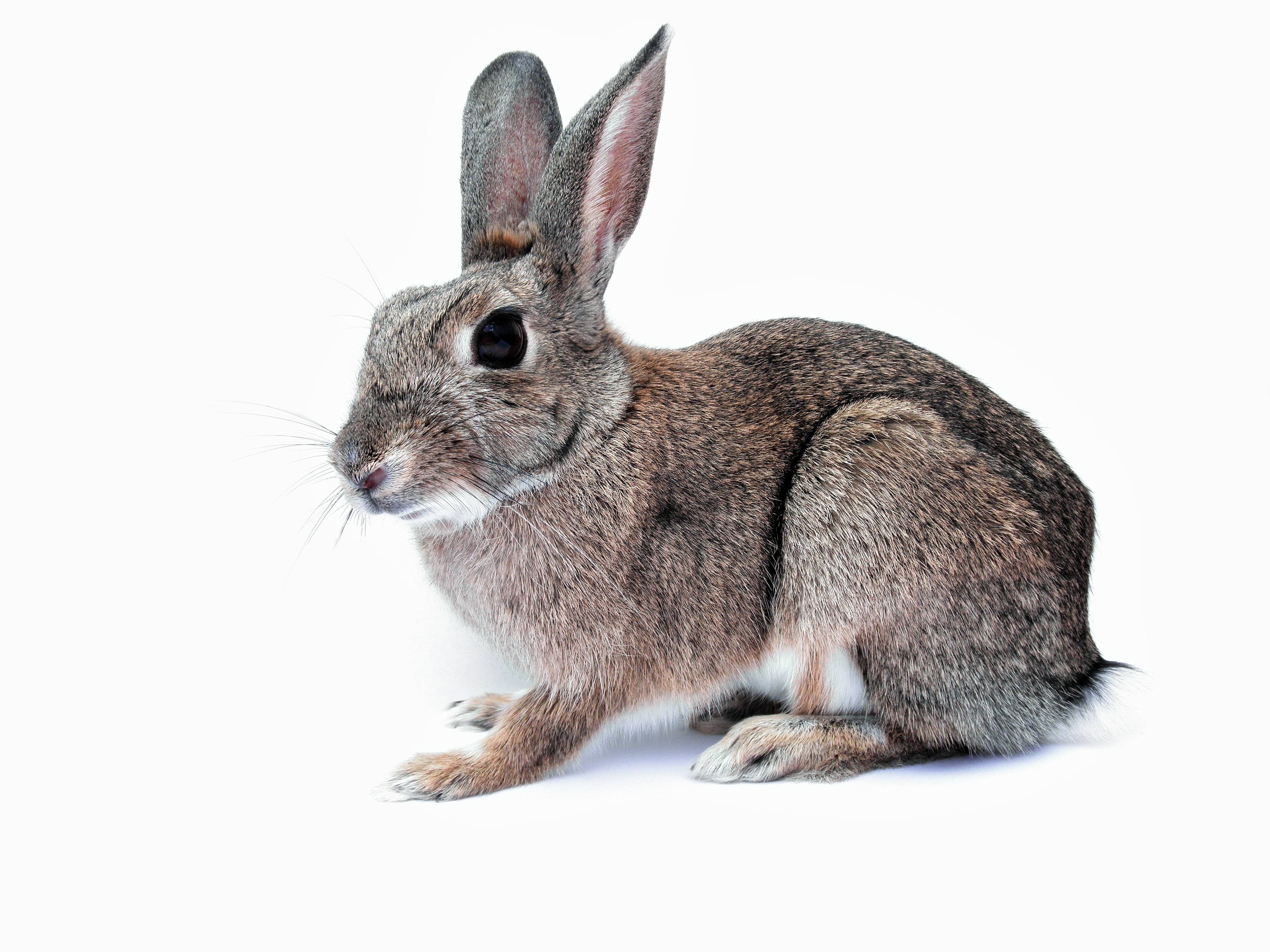 indoors, vertebrate, animal ear, no people, fluffy, 4K, background, sitting, domestic, surface, animal, hare, one animal, profile view, fur, herbivorous, HD Wallpaper