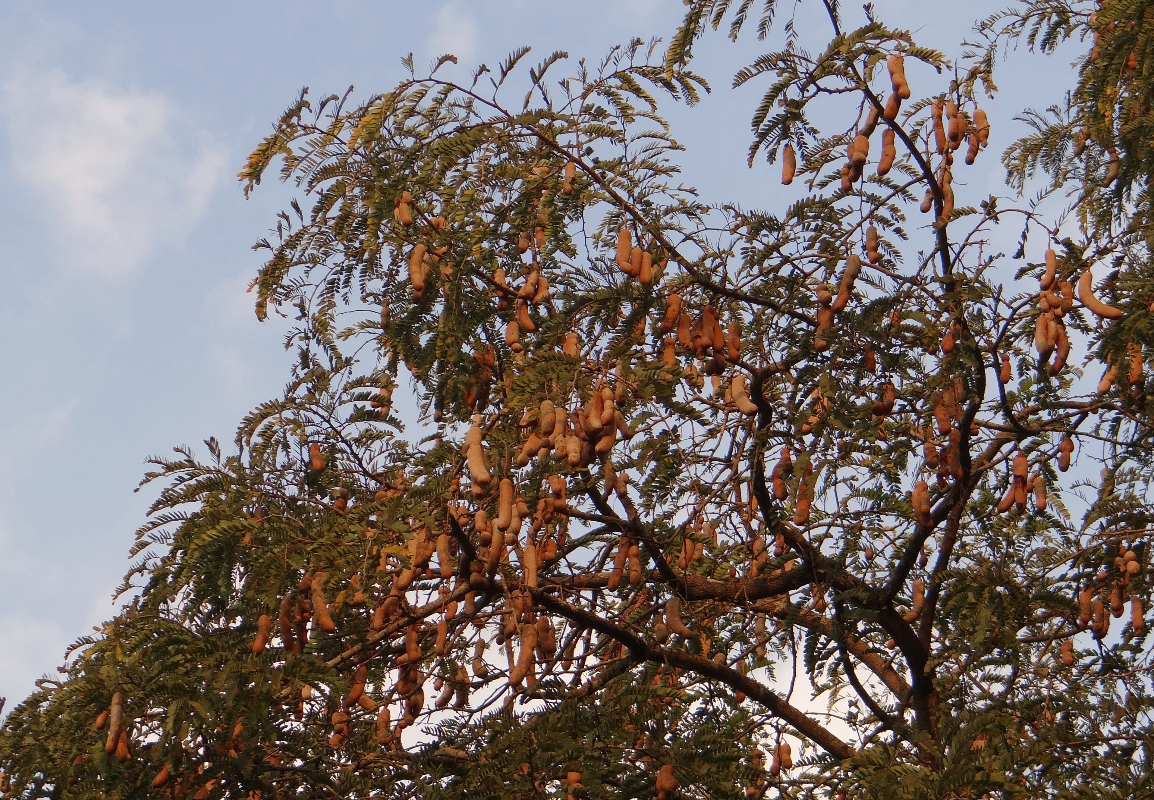 medicinal, sour, tranquility, nature, low angle view, no people, fruit, pine tree, day, india, Tamarindus Indica, scenics - nature, sky, leaf, sunlight, HD Wallpaper