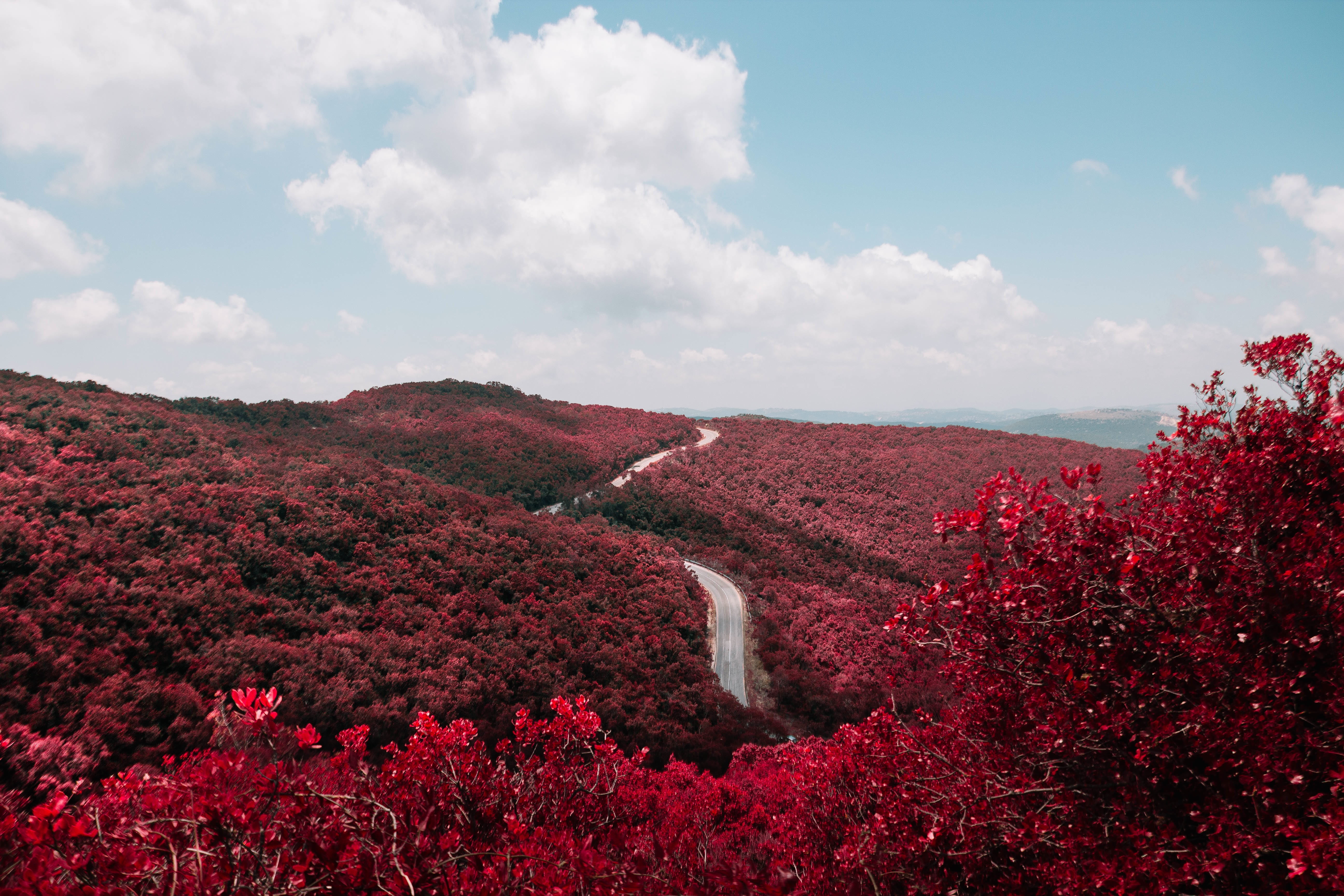 clouds, scenics, cloud - sky, photo, surrounded, leaf, environment, trees, scenics - nature, plant, highway, growth, summer, landscape, tranquil scene, HD Wallpaper