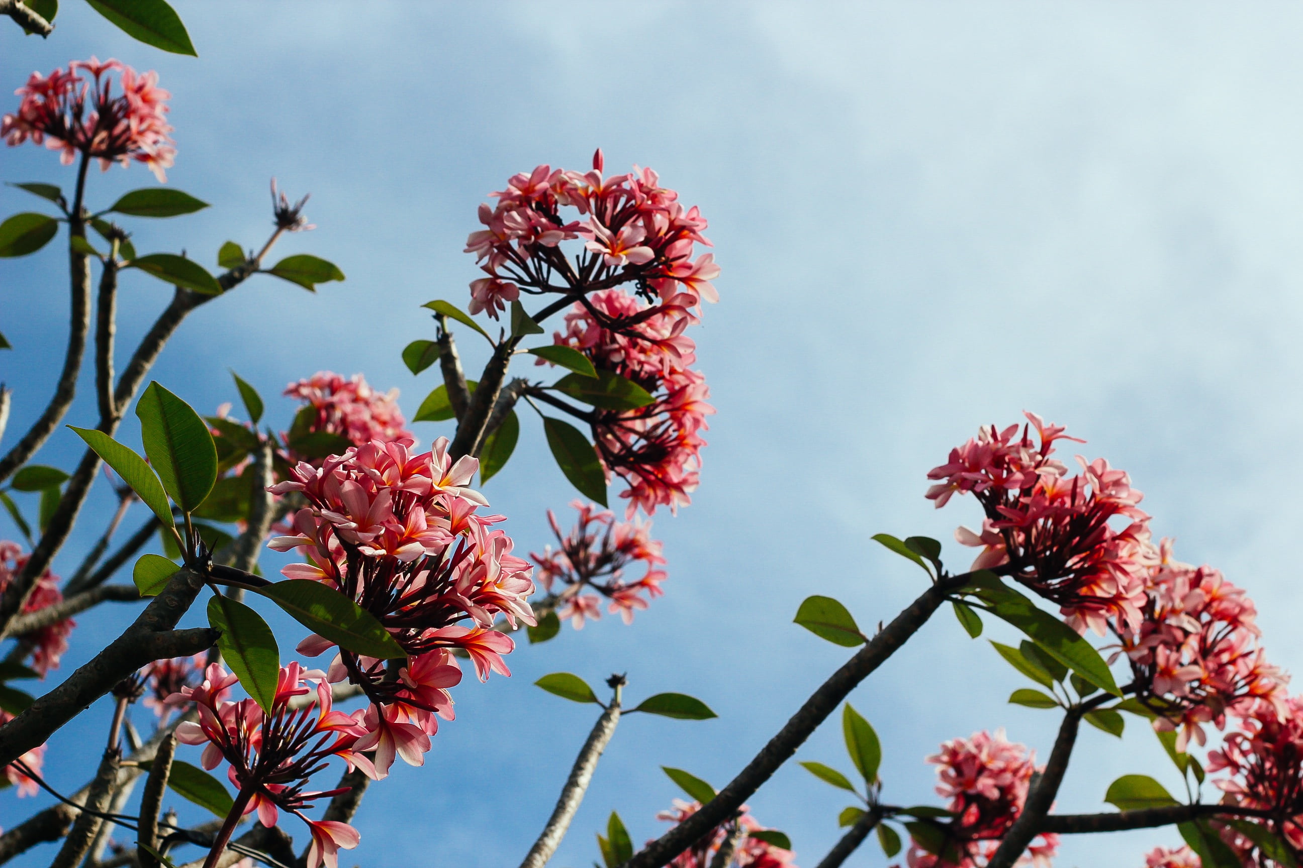 low, 2K, outdoors, pink color, springtime, bloom, sky, flowering plant, blue, fragility, tree, branch, blossom, focus on foreground, daytime, photography, HD Wallpaper