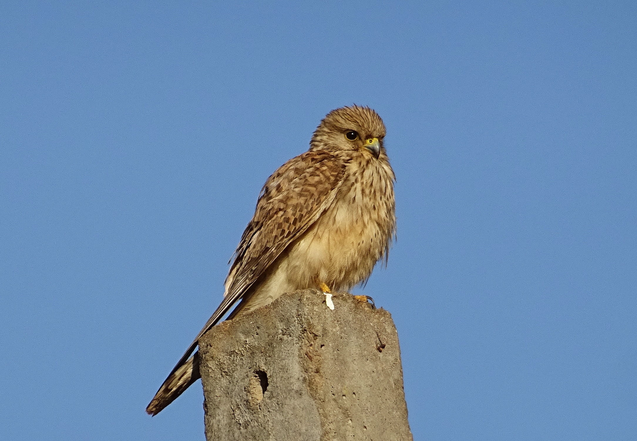 1080P, nature, animal themes, raptor, full length, eurasian kestrel, falcon - bird, eagle, female, bhimgadh, karnataka, animal, day, bird of prey, hunter, HD Wallpaper