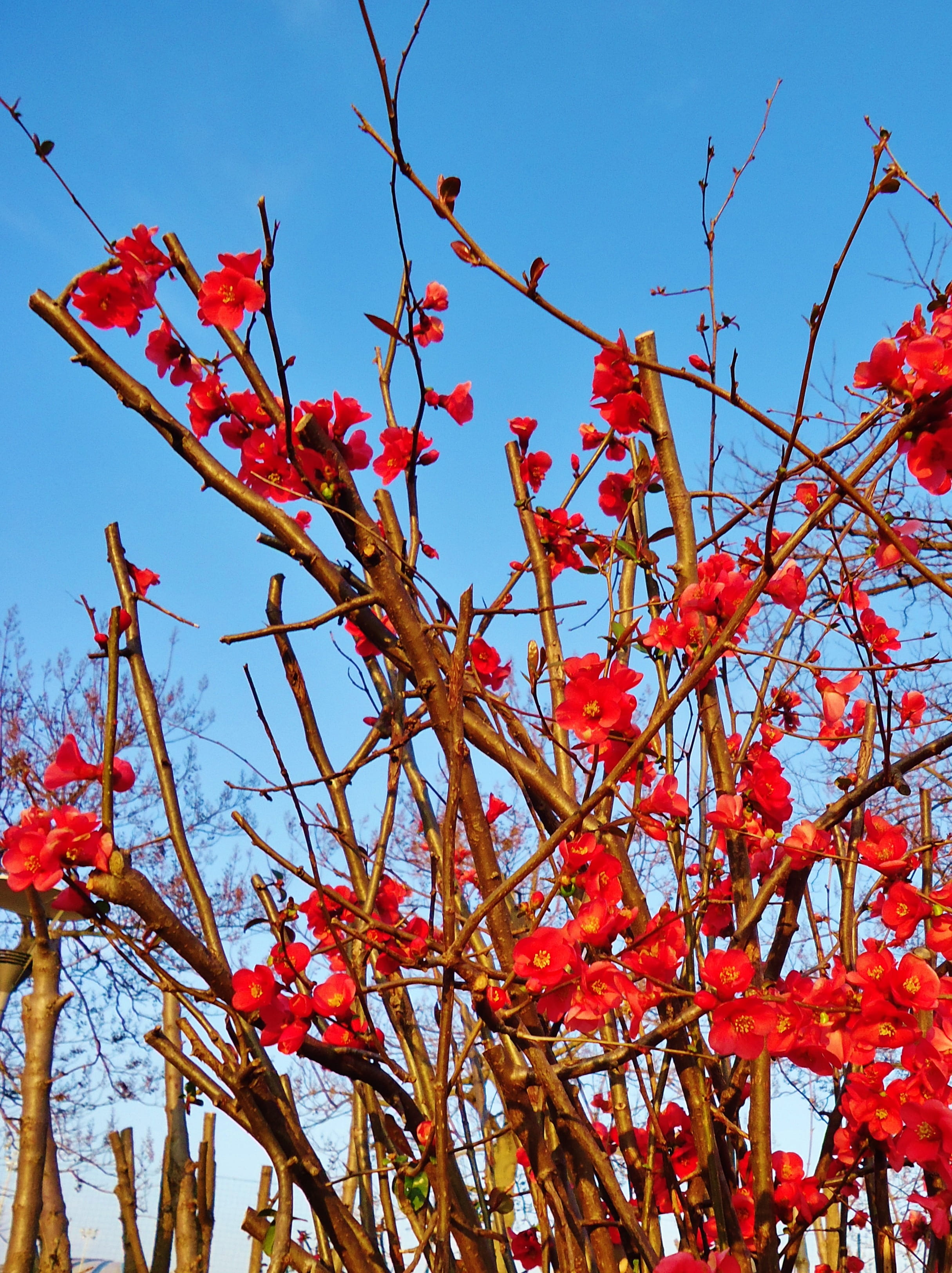 Nature, branch, blue, growth, flowering plant, flowers, food and drink, france, Flower, day, tree, 2K, sky, lyon, clear sky, no people, red, spring, Sky, Phone HD Wallpaper