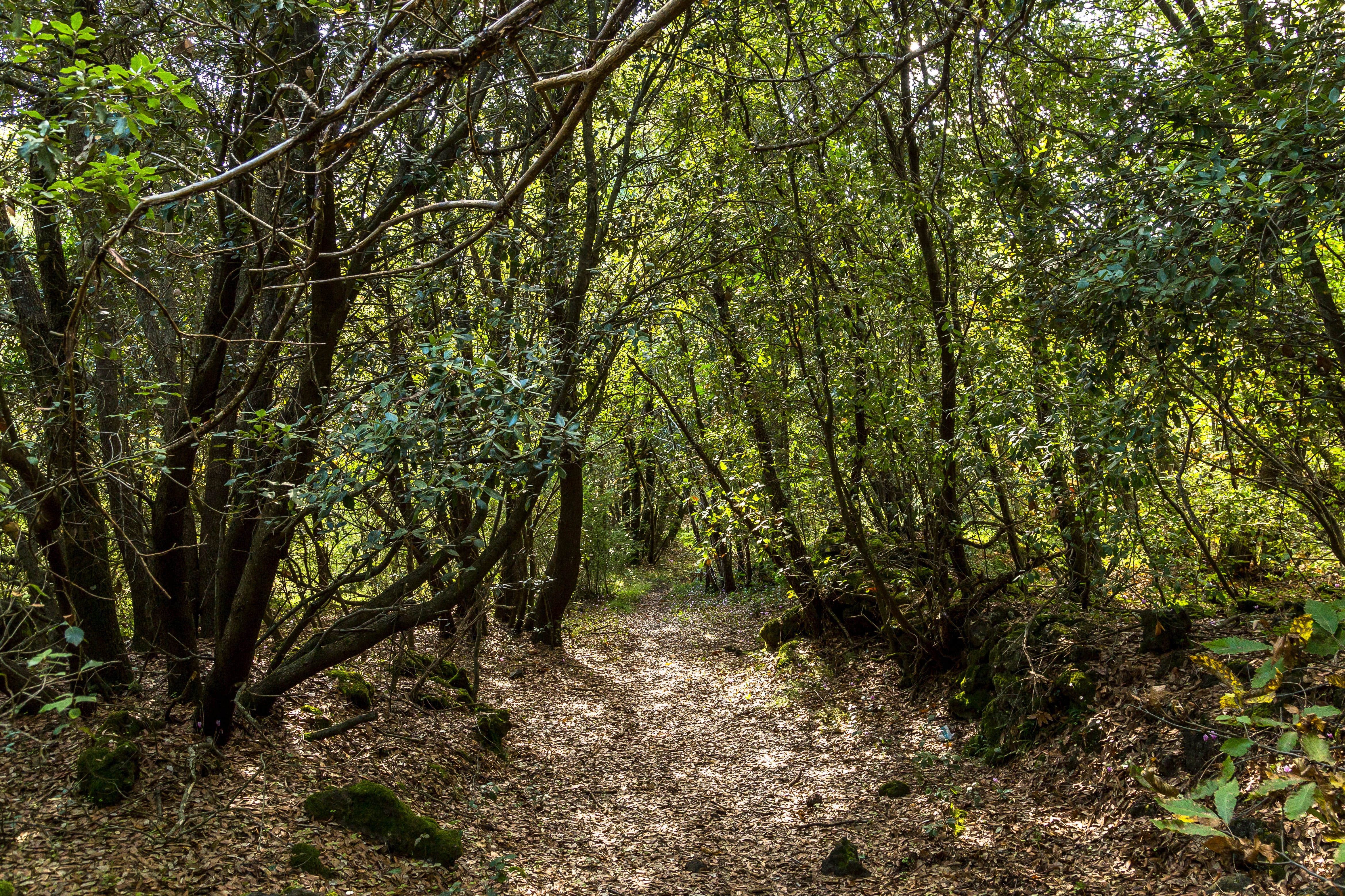 unnamed road, woodland, land, gravel, the way forward, grove, tranquility, nature, dirt road, tree, italy, trunk, footpath, trees, tree trunk, scenics - nature, HD Wallpaper