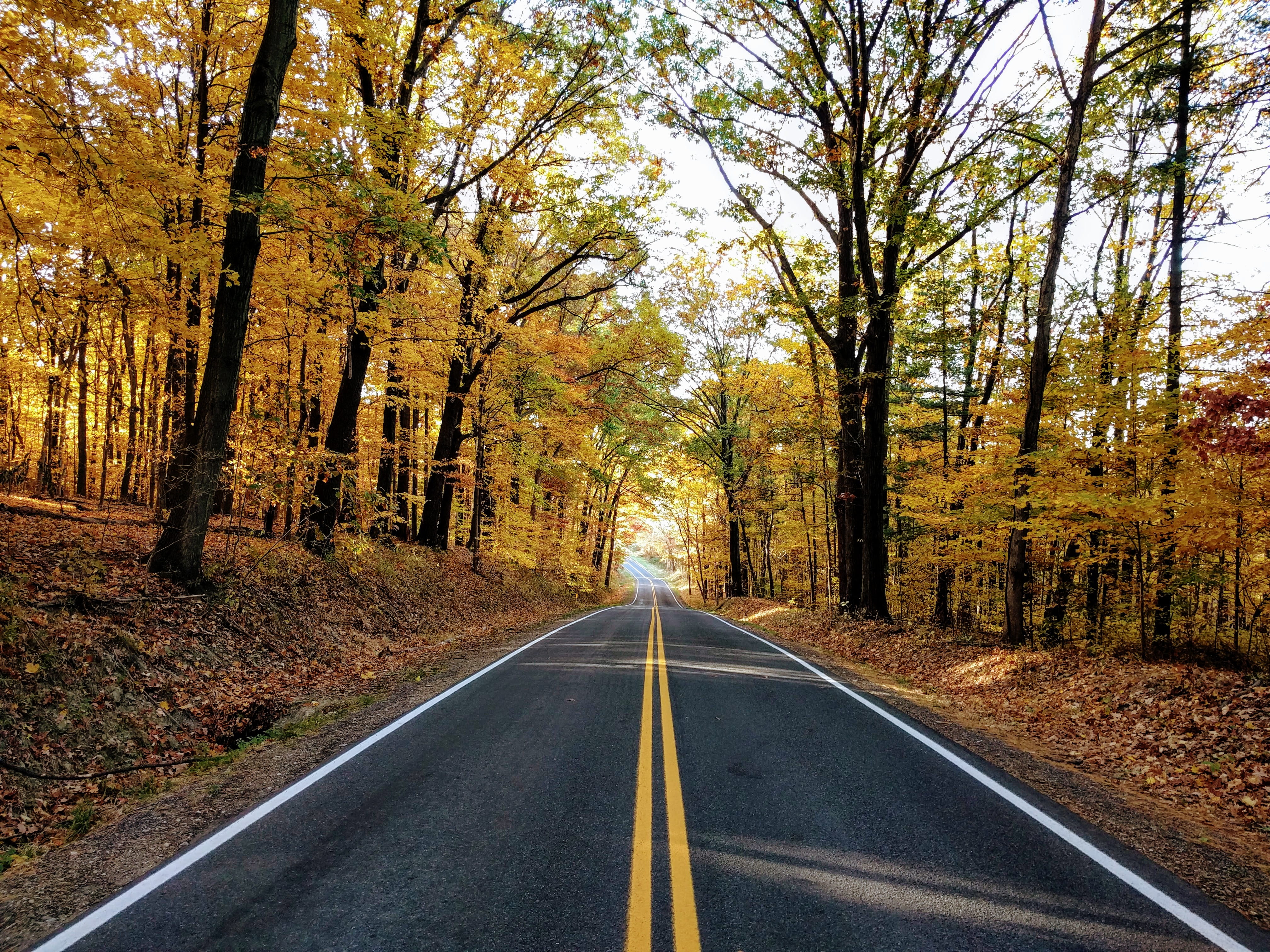 tarmac, marking, sign, no people, asphalt, flora, autumn, nature, direction, way, road, plant, woodland, dirt road, vegetation, transportation, 1869 state rd, HD Wallpaper