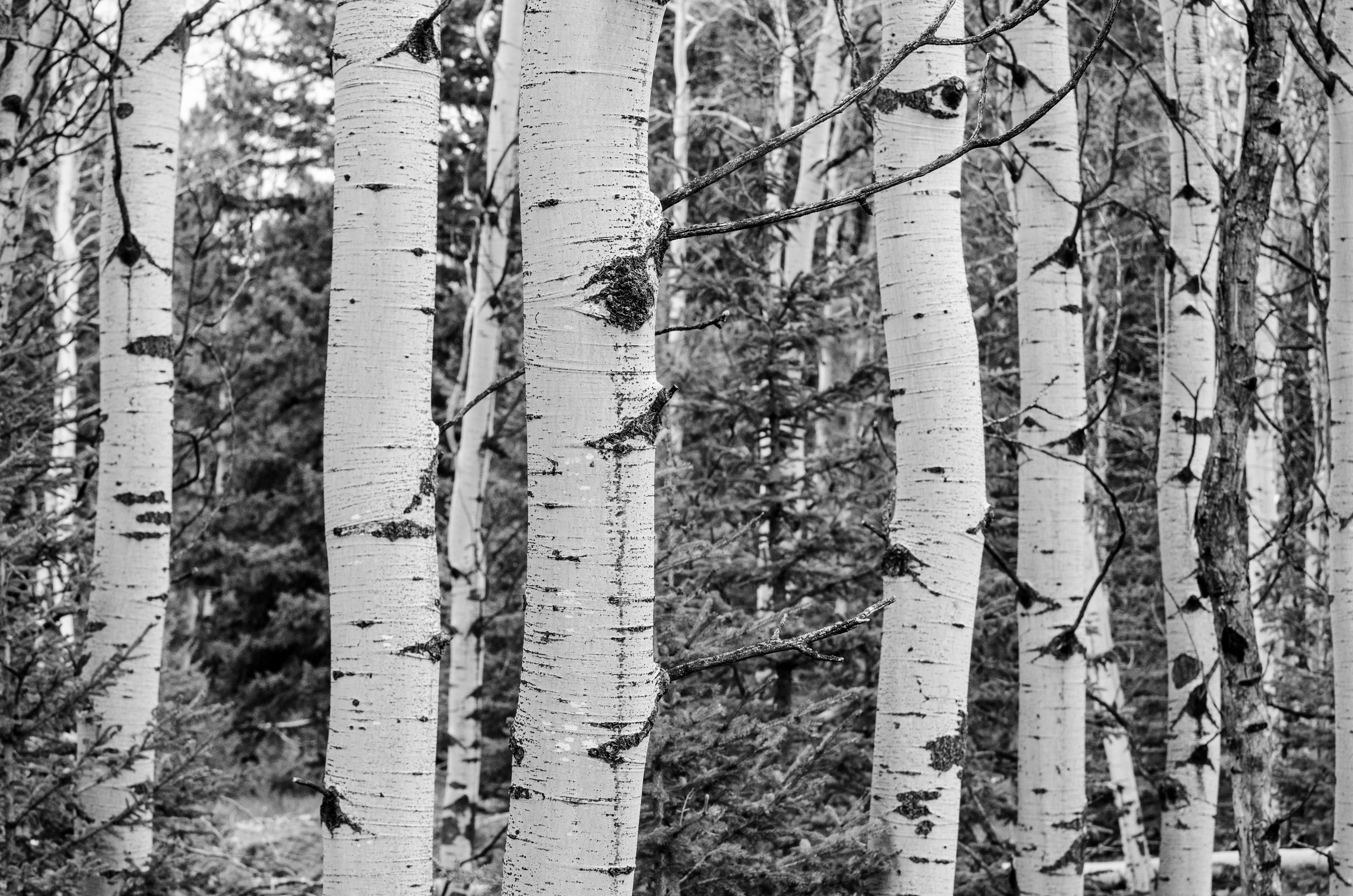 nature, tree trunk, pattern, rural, environment, birch tree, black and white, season, park, spring, forest, no people, trees, grove, land, backgrounds, HD Wallpaper