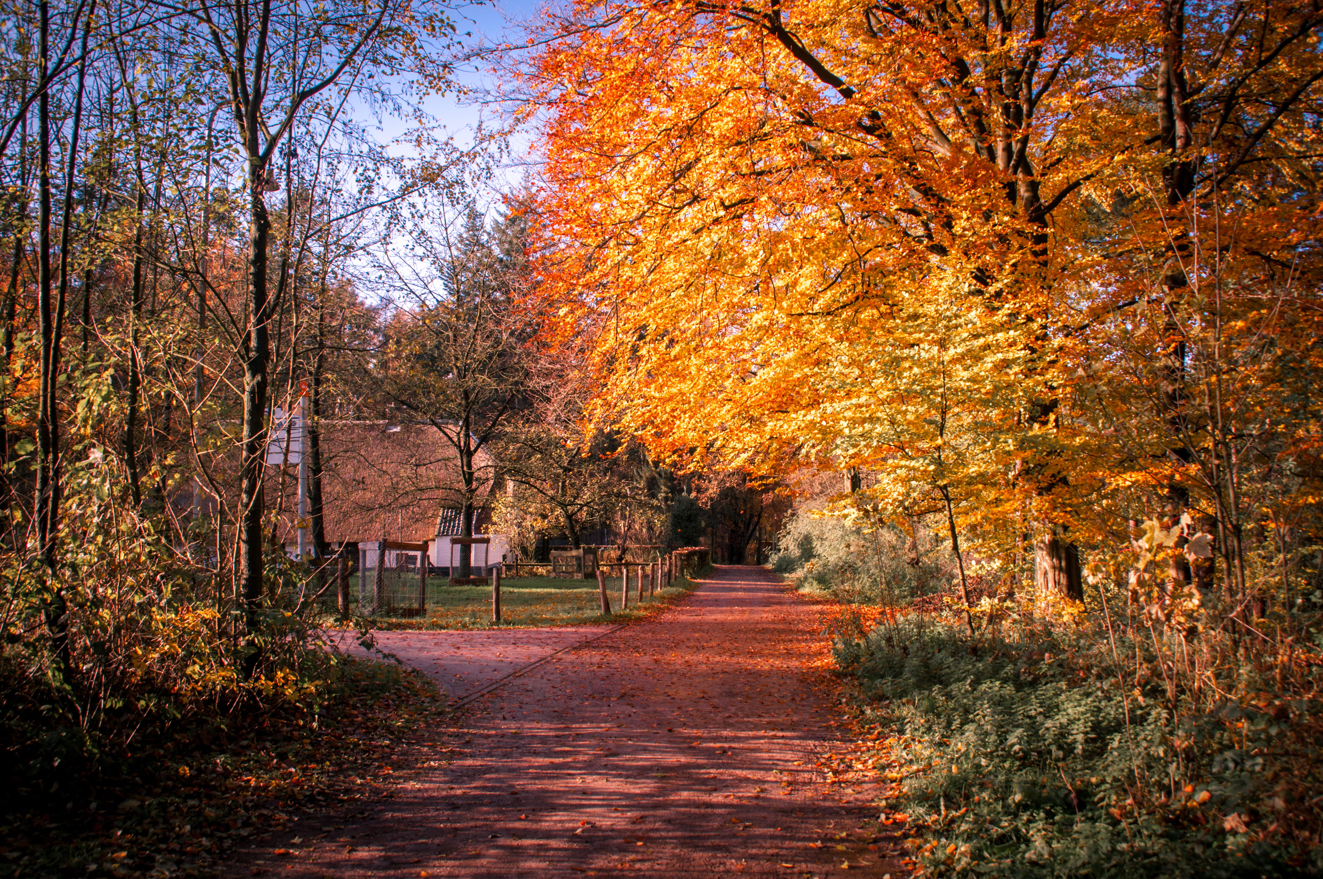 scenery, path, tree trunk, tranquility, park, footpath, day, change, beauty in nature, no people, plant part, tree, nature, leaf, nederlands openluchtmuseum, HD Wallpaper