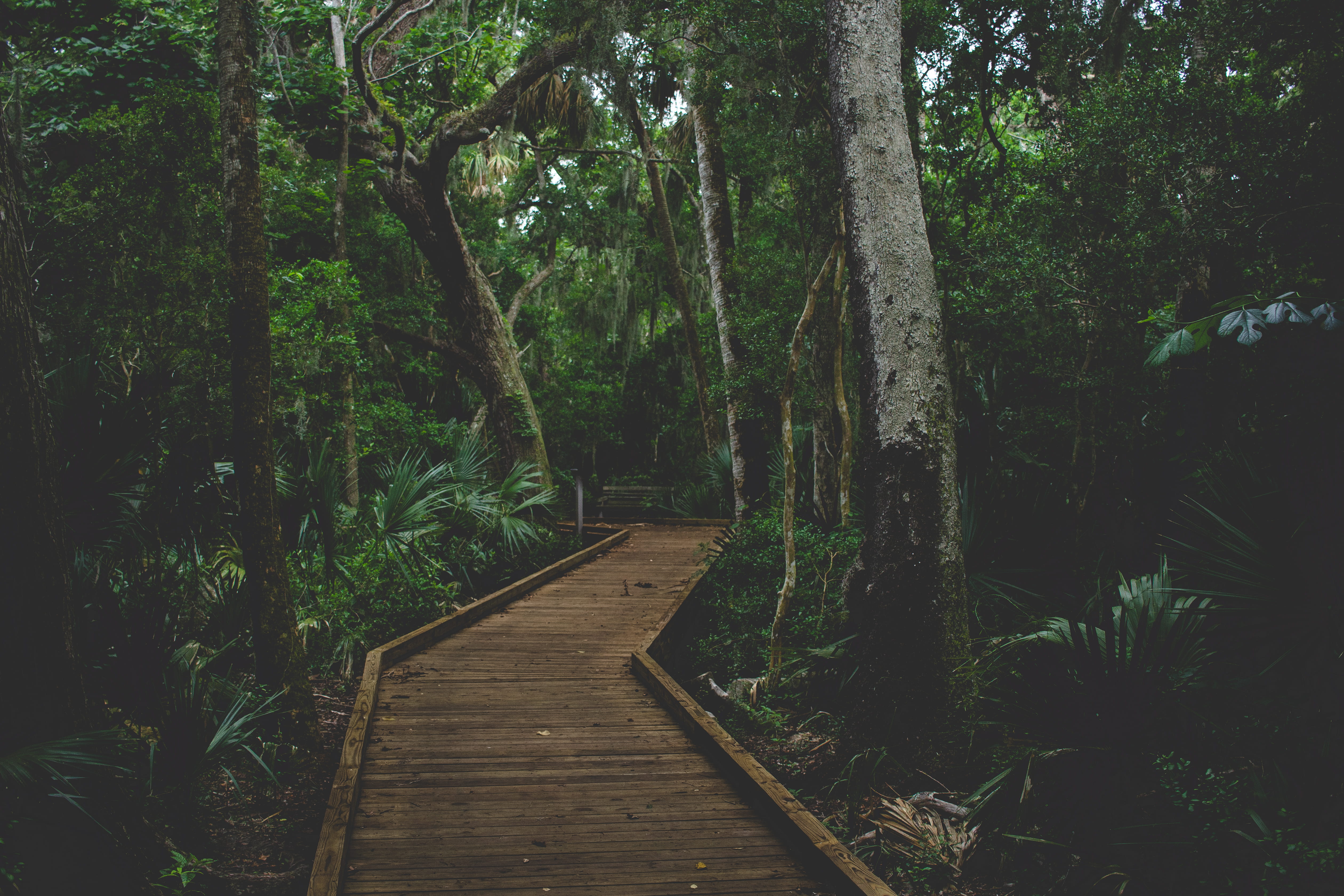 wooden, plant, vegetation, growth, tranquility, land, long, redwood, brown, canaveral national seashore, united states, 4K, outdoors, direction, tree, HD Wallpaper