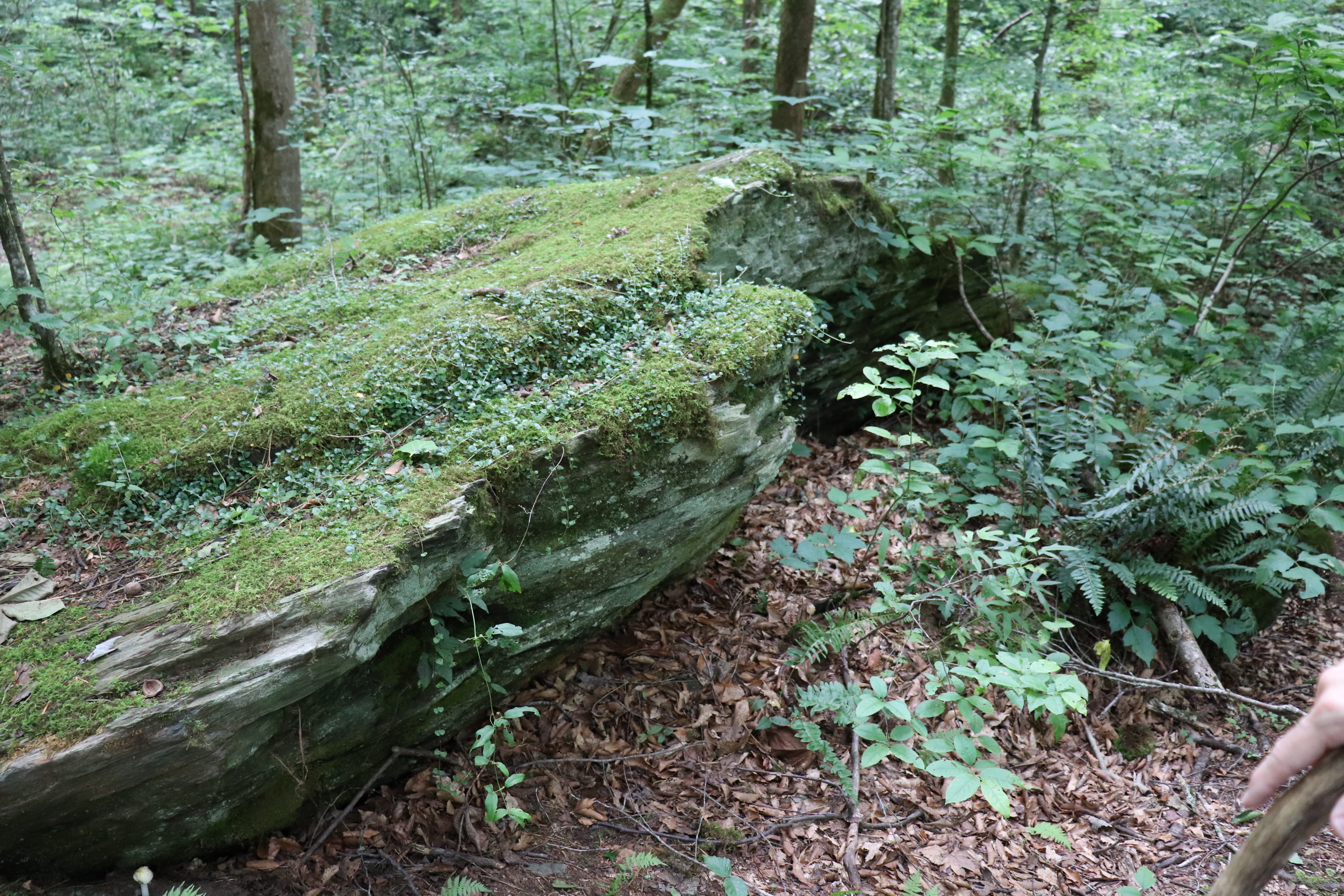 trunk, great smoky mountains, forest, green color, no people, falling, land, leaf, woodland, growth, tranquility, tree, path, nature, moss, jungle, 5K, HD Wallpaper