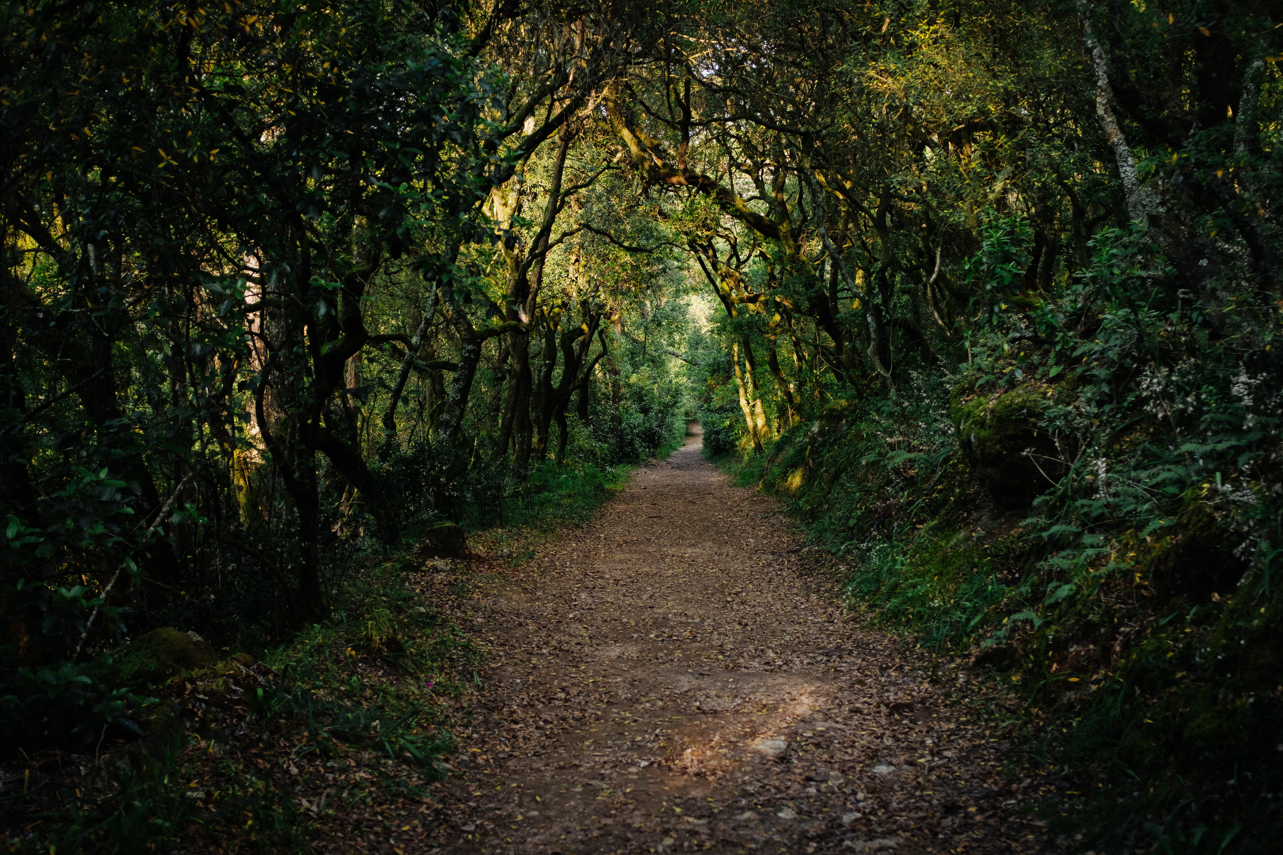 outdoors, non-urban scene, green color, nature, land, tree, sunset, trail, arbour, garden, woodland, 5K, tree canopy, tranquility, diminishing perspective, HD Wallpaper